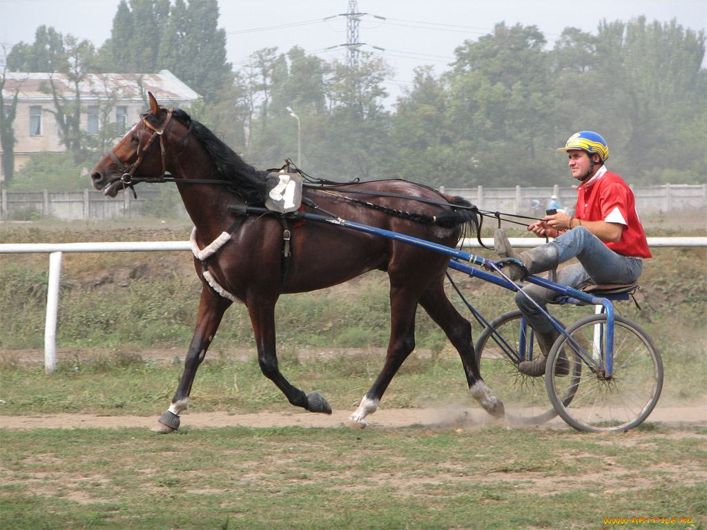 спорт, конный