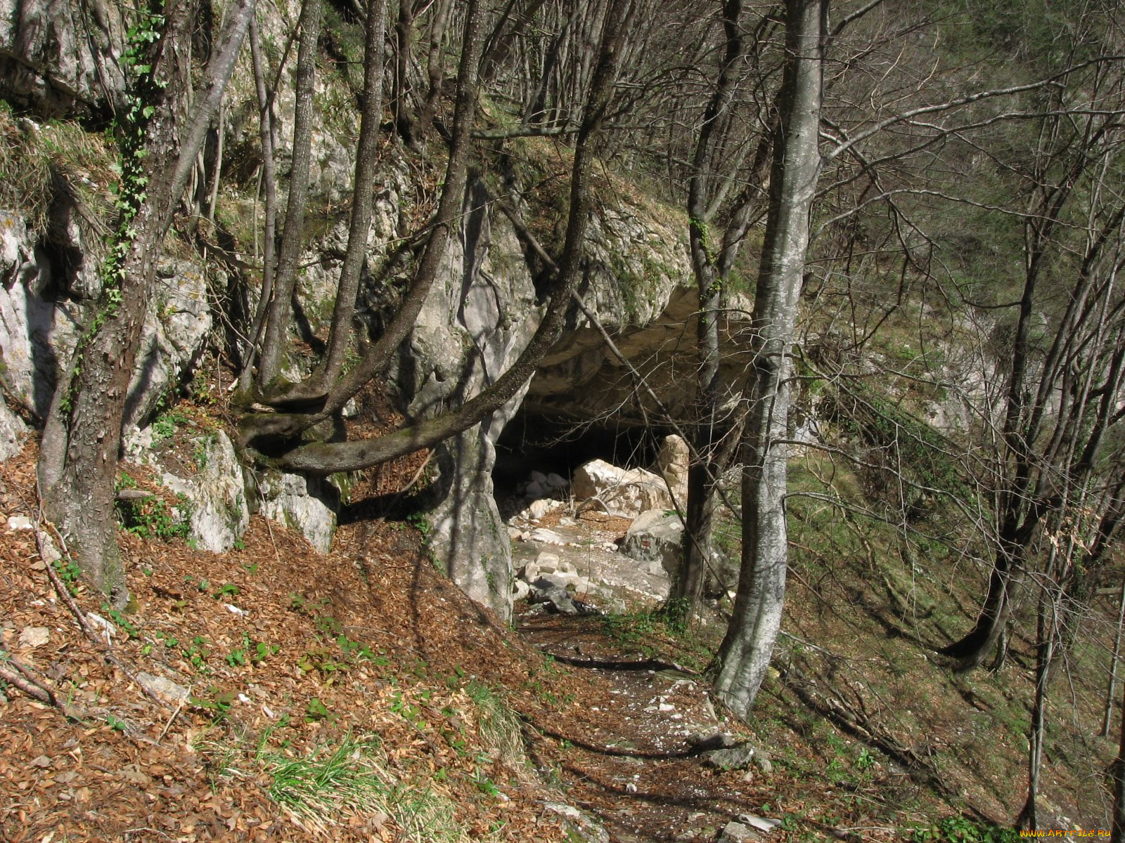 природа, лес, пещера