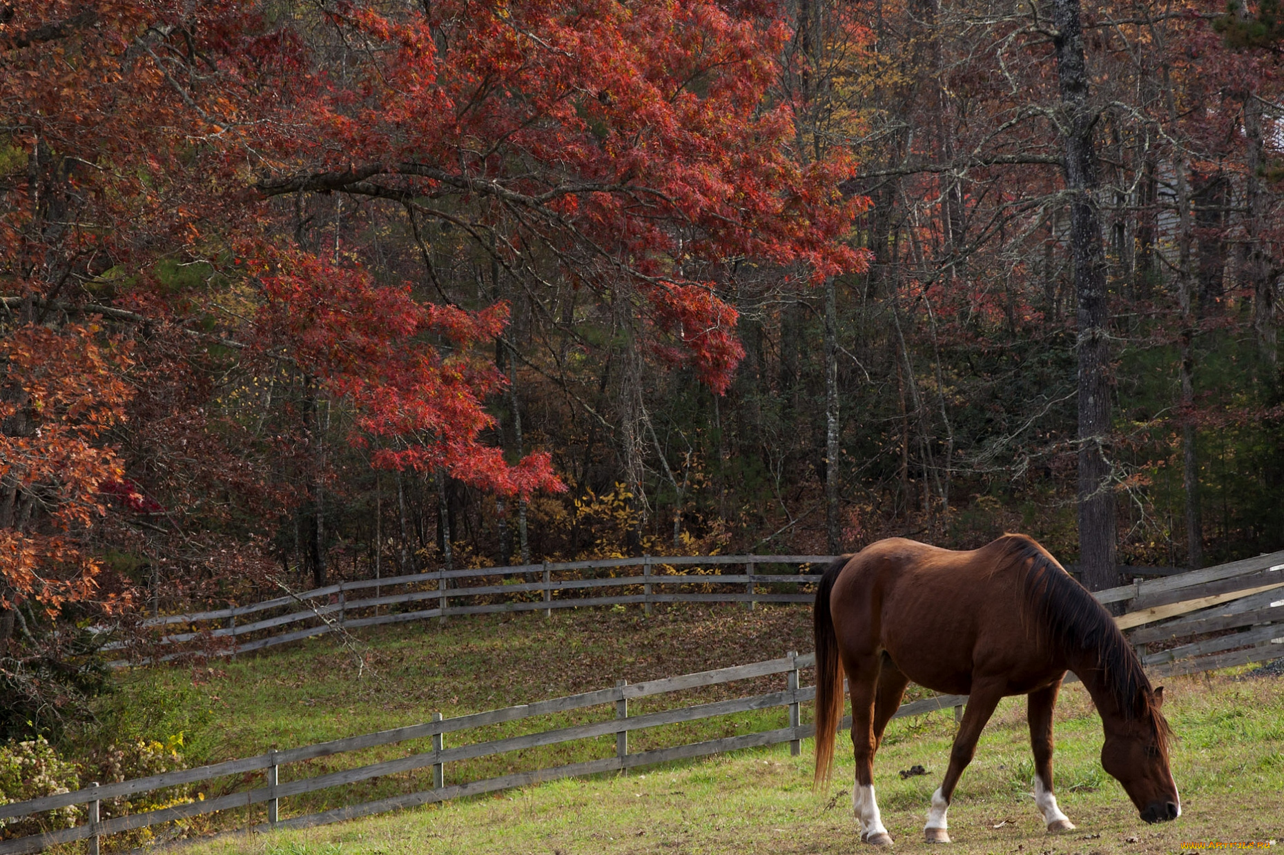 животные, лошади, осень, гнедой