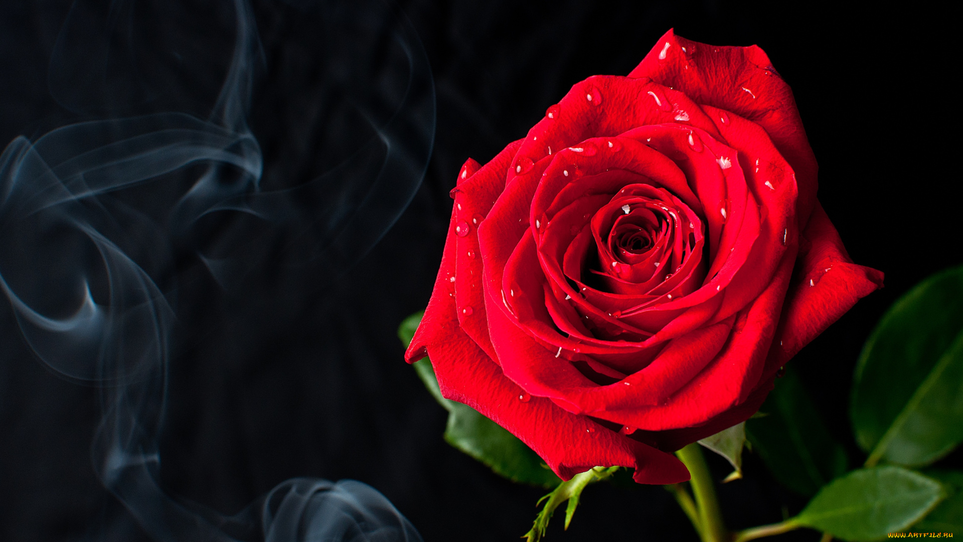 цветы, розы, королева, красный, дым