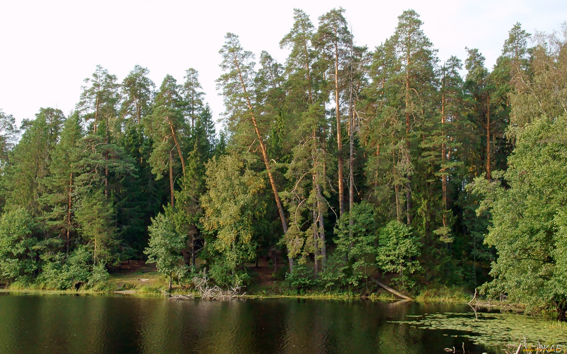 нижегородский, край, природа, лес, берег, озеро