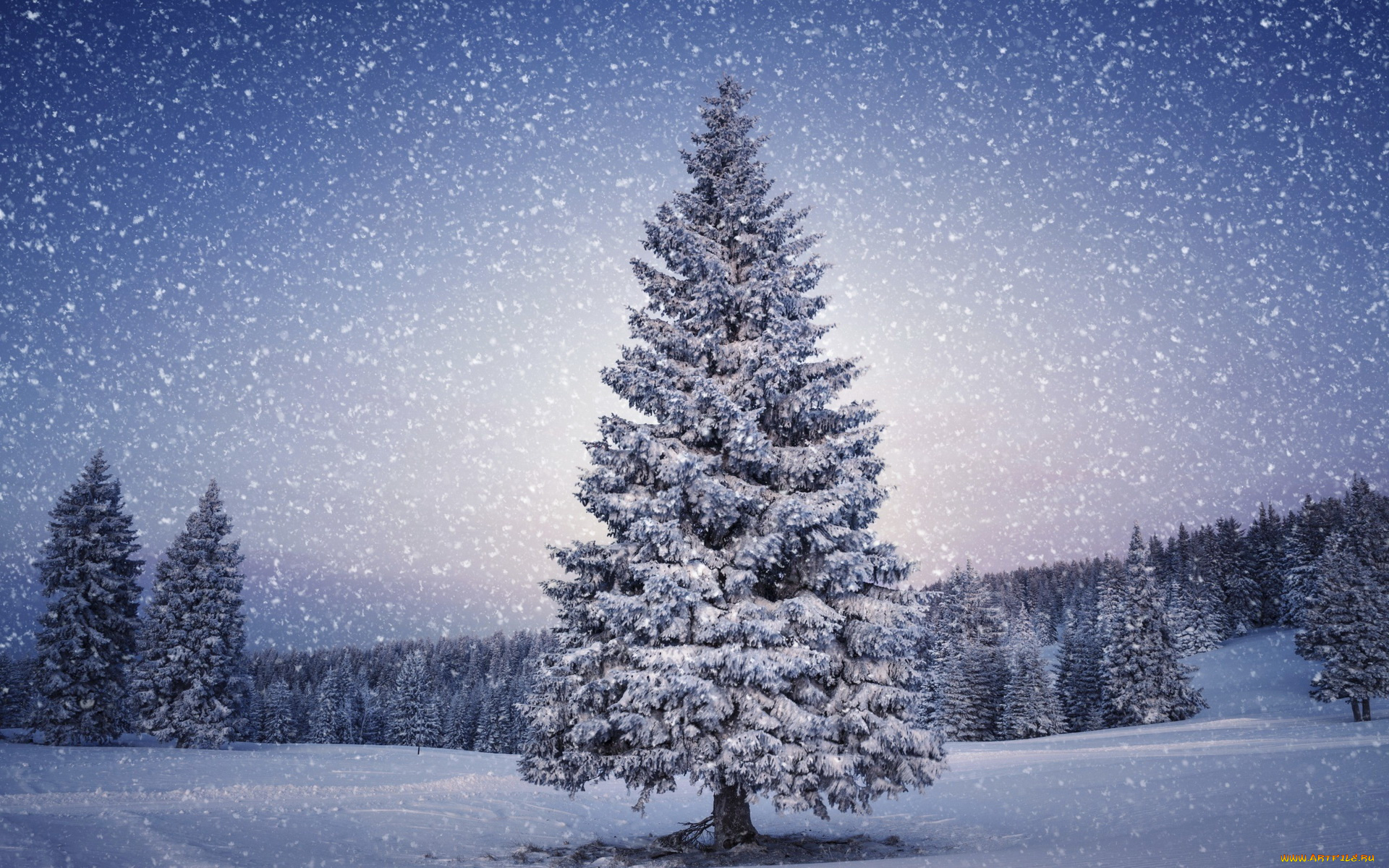 природа, зима, елка