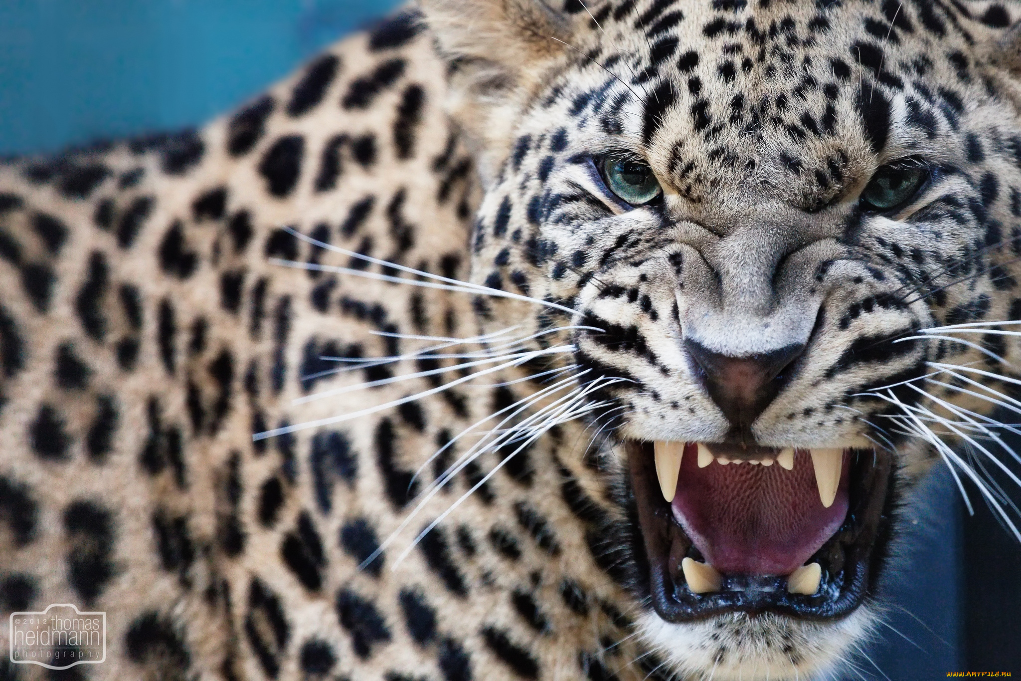 Predator animals. Ягуар леопард оскал. Дымчатый леопард оскал. Roar леопард поверед. Леопард снежный Барс Ягуар.