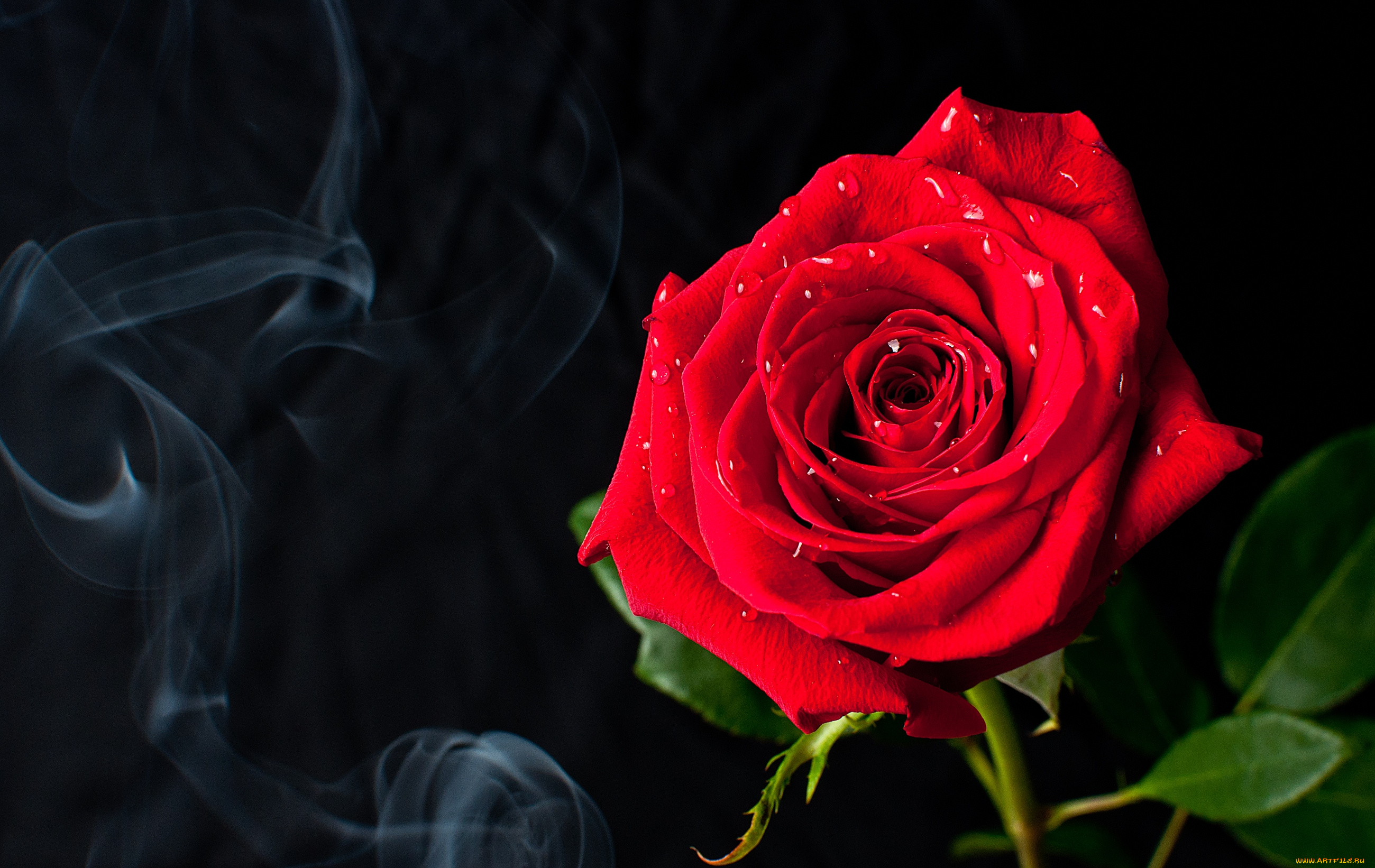 цветы, розы, королева, красный, дым