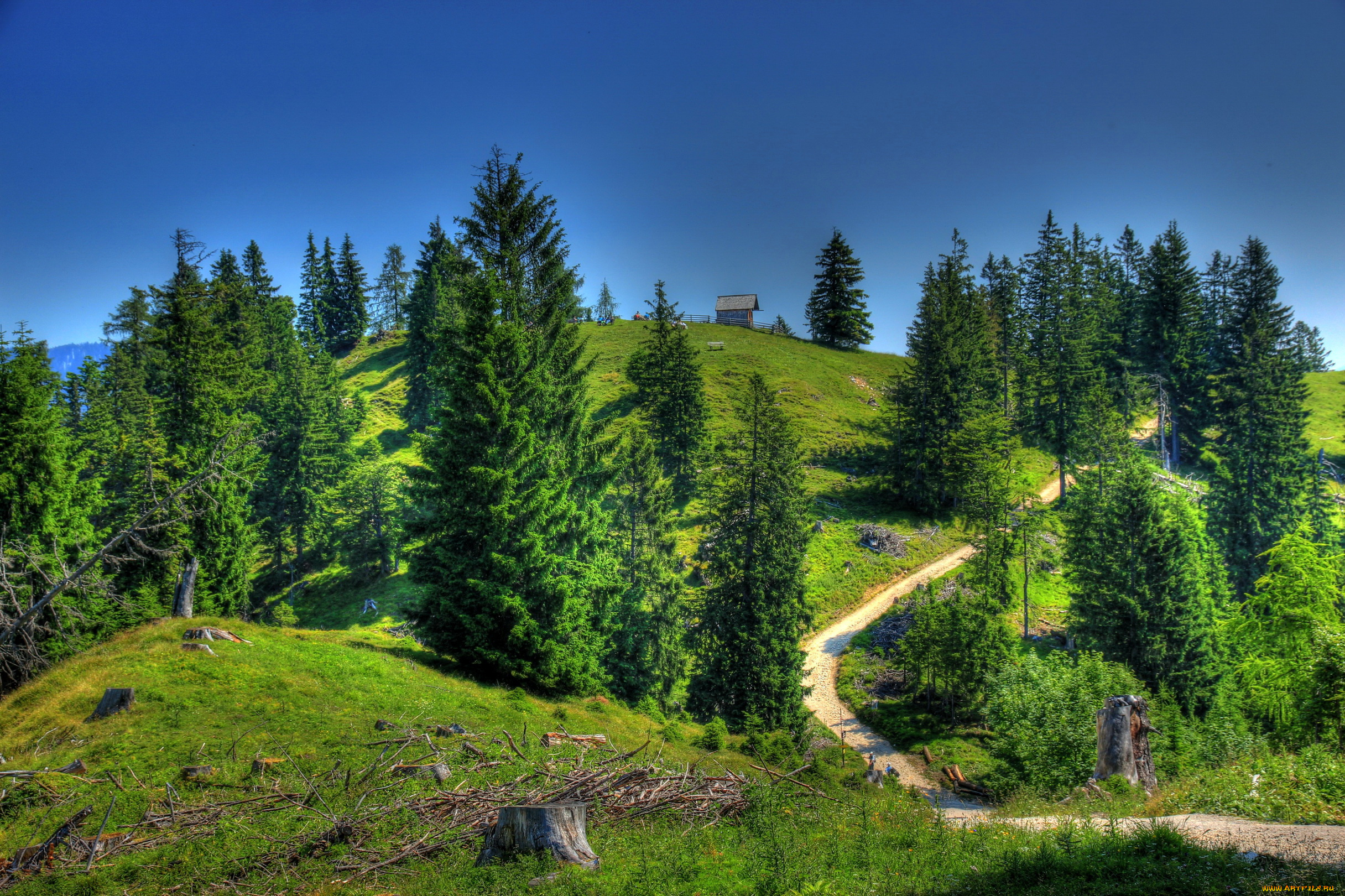 природа, пейзажи, деревья, трава, бавария, германия, тропинка