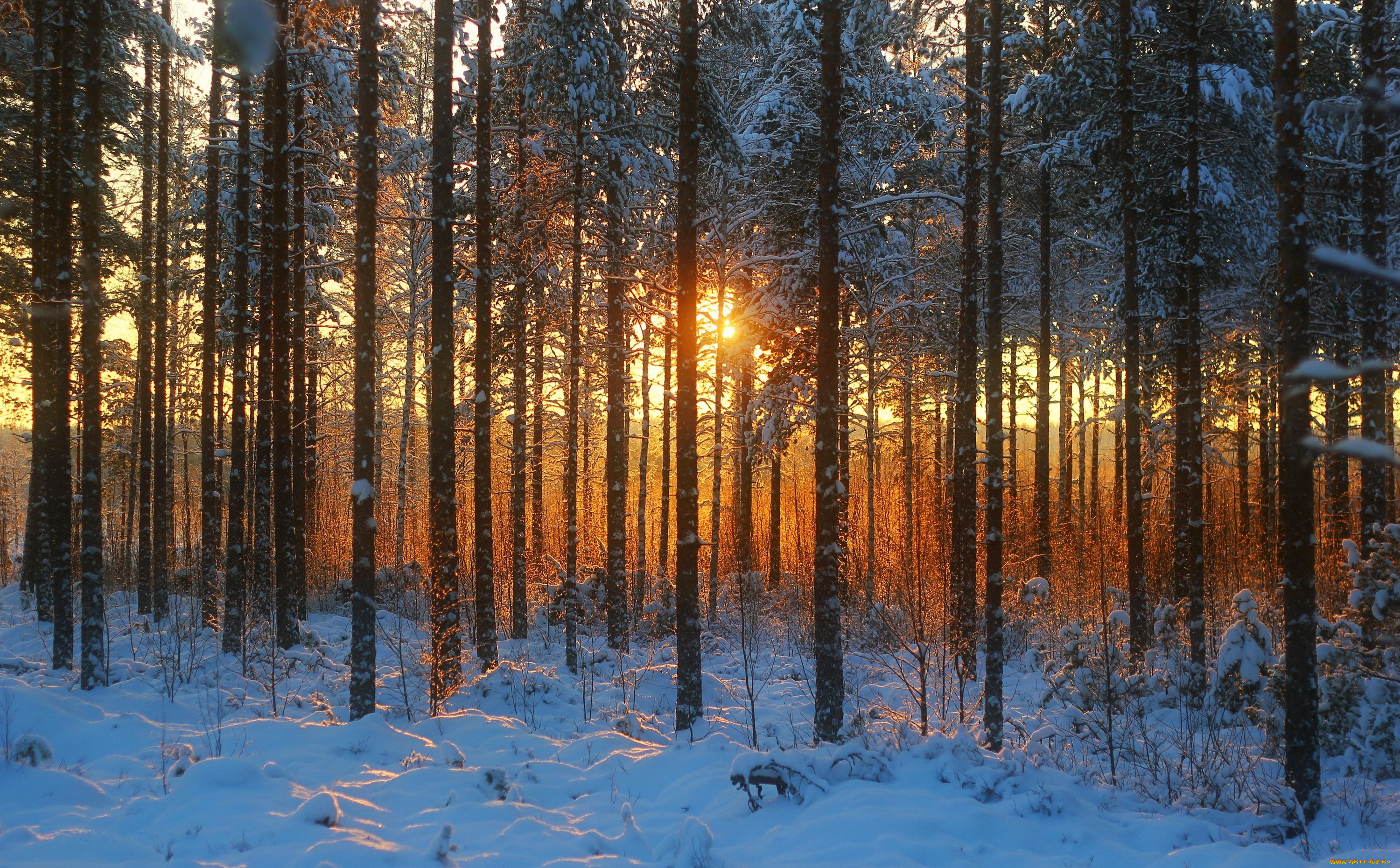 природа, лес, лучи, снег