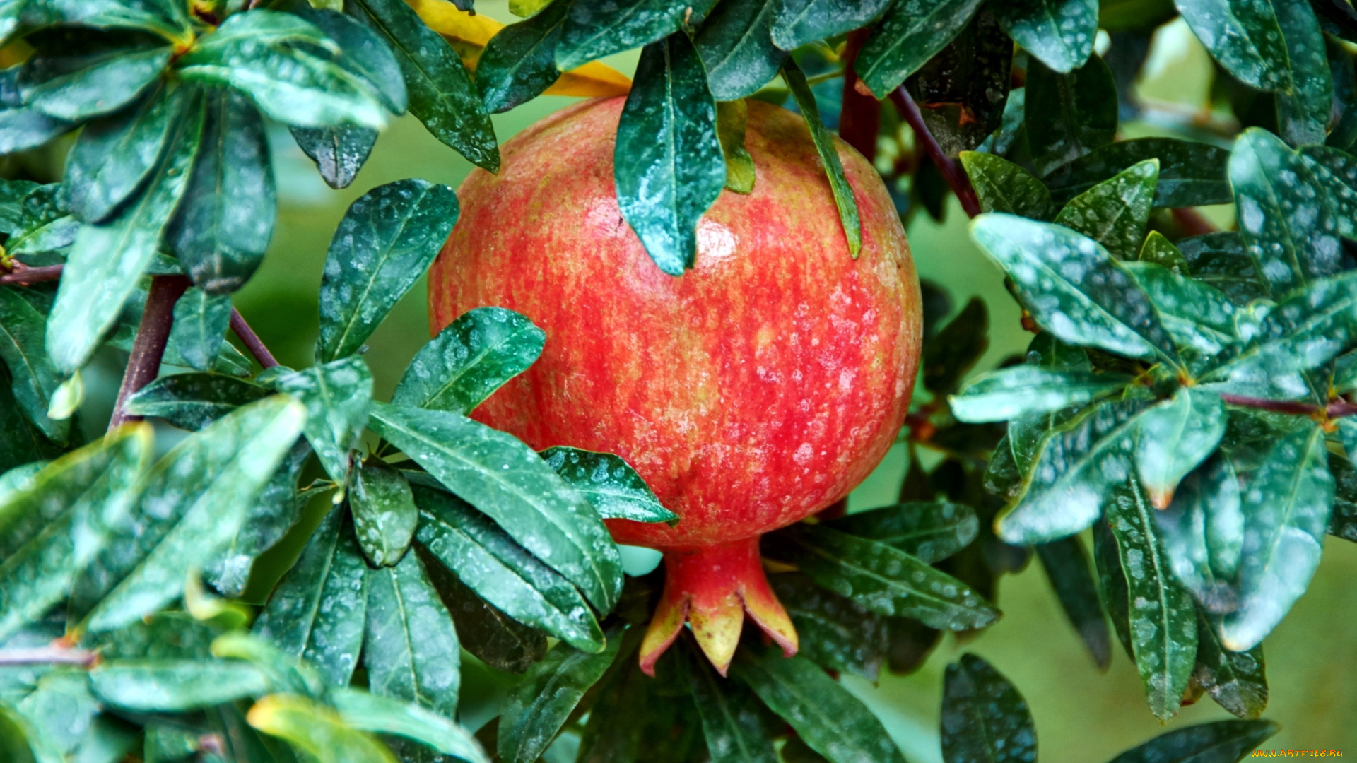 природа, плоды, pomegranate