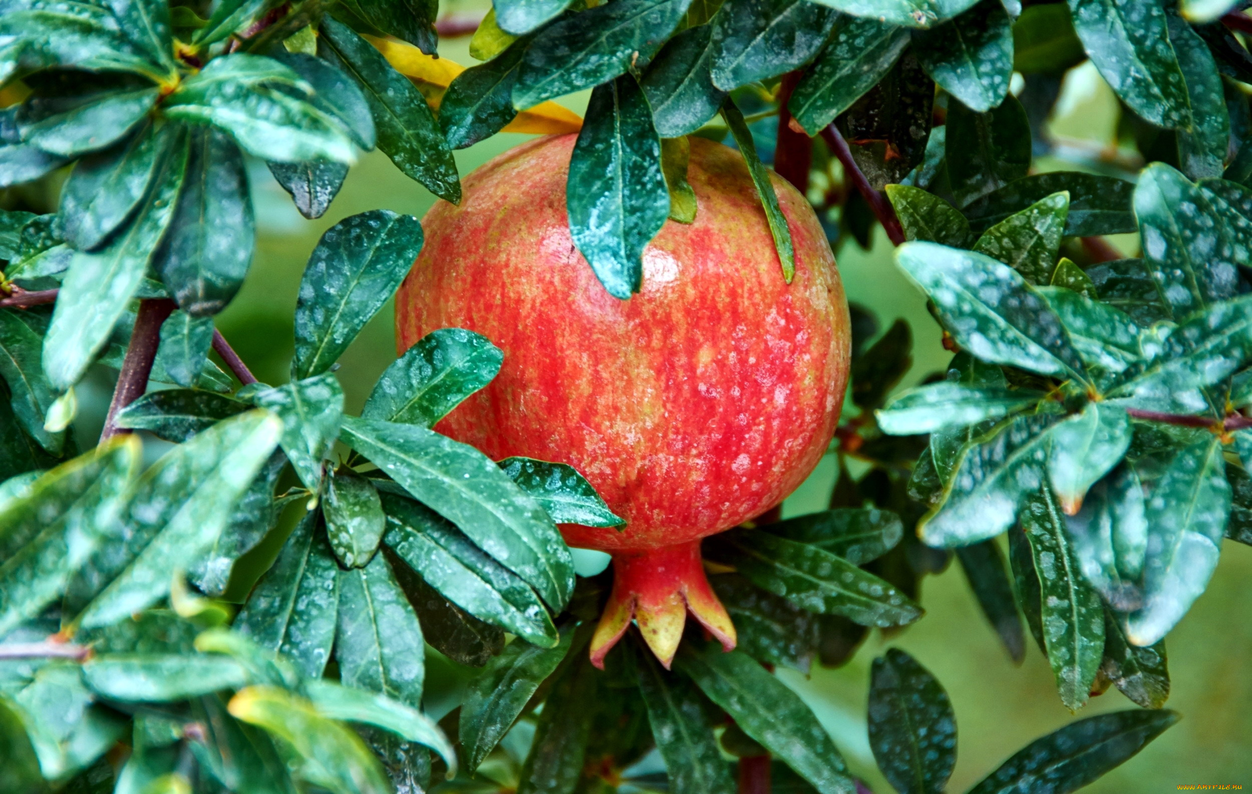 природа, плоды, pomegranate