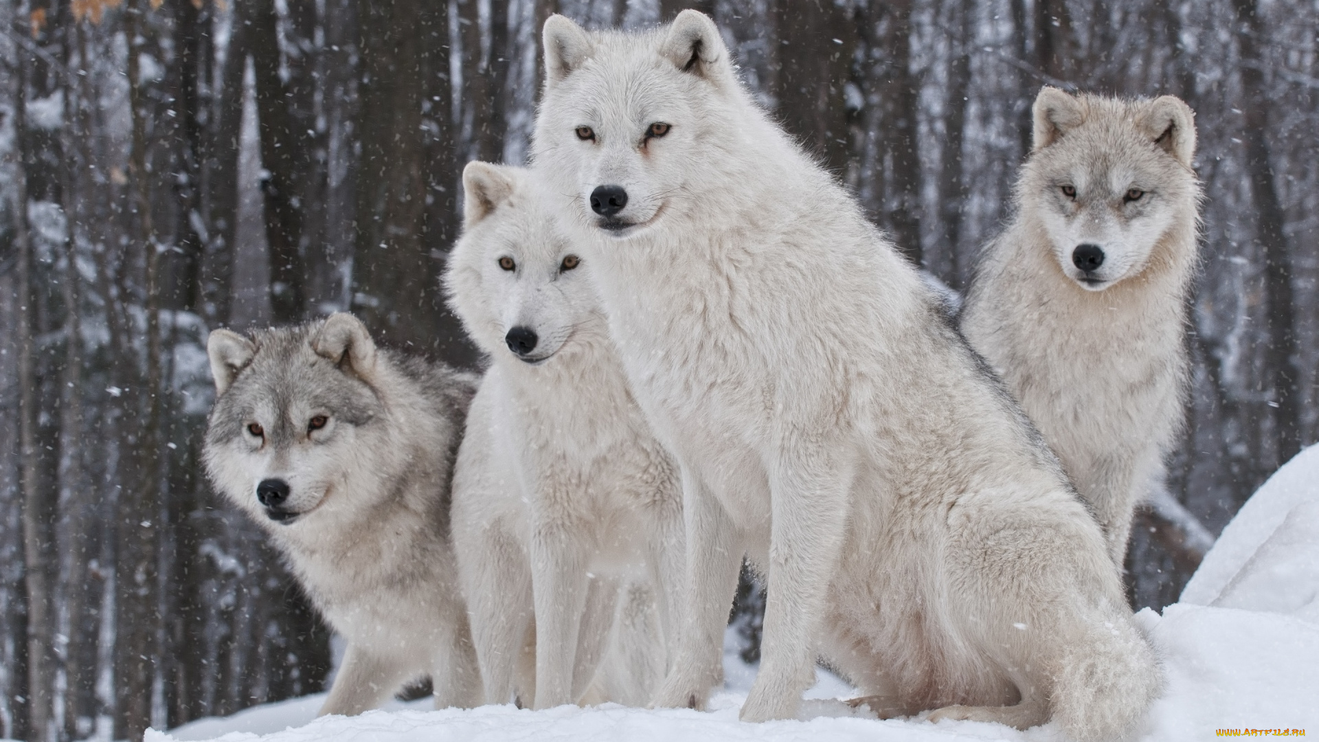 животные, волки, , койоты, , шакалы, зима, снег, лес, стая, белые
