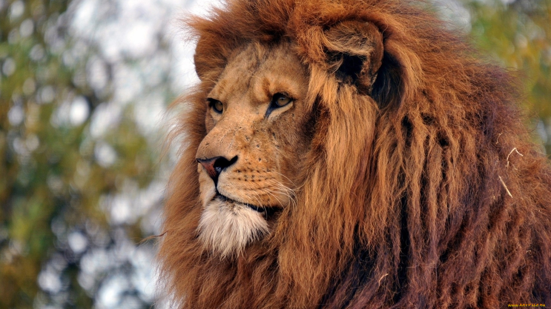 животные, львы, морда