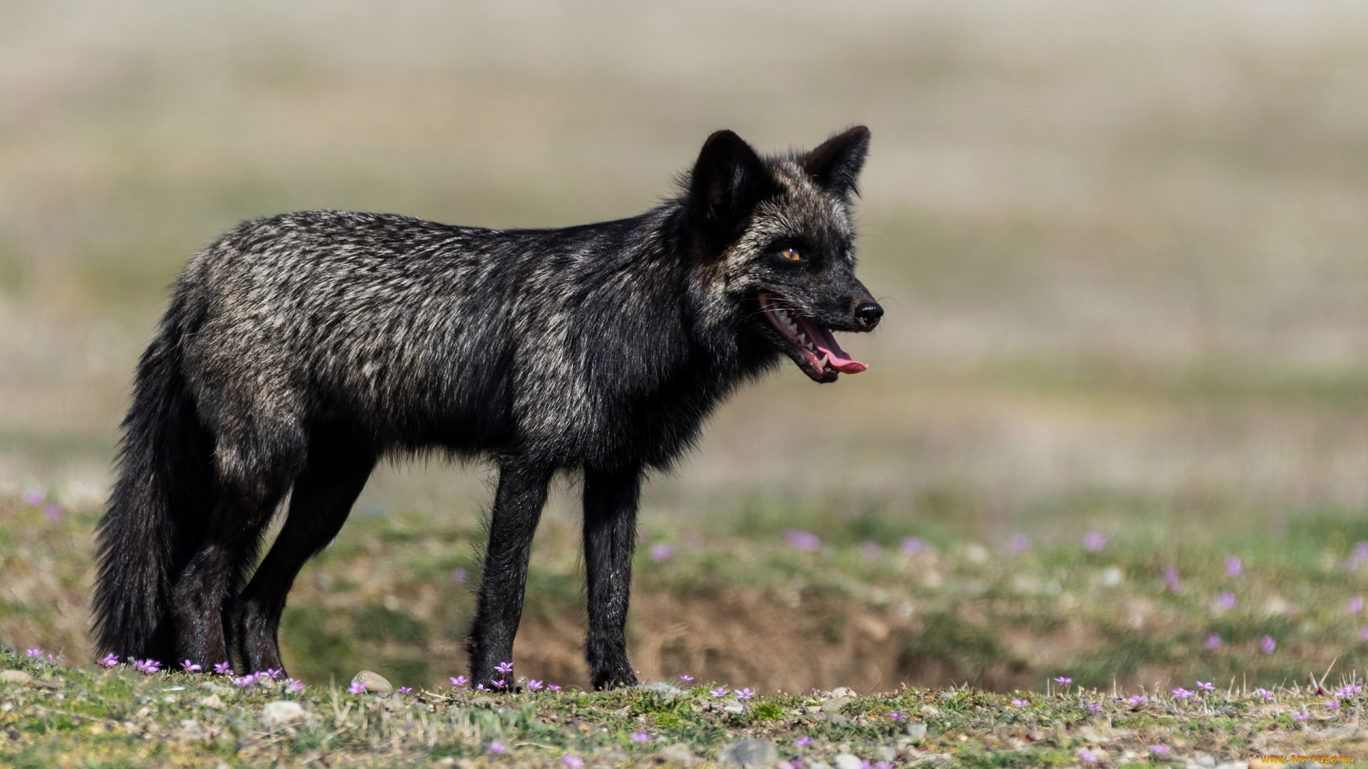 чернобурая, лисица, животные, лисы, чернобурая, лисица, black, fox, чернобурка, псовые, лисицы, млекопитающие, мех, пушнина, чёрная, лиса, хищник