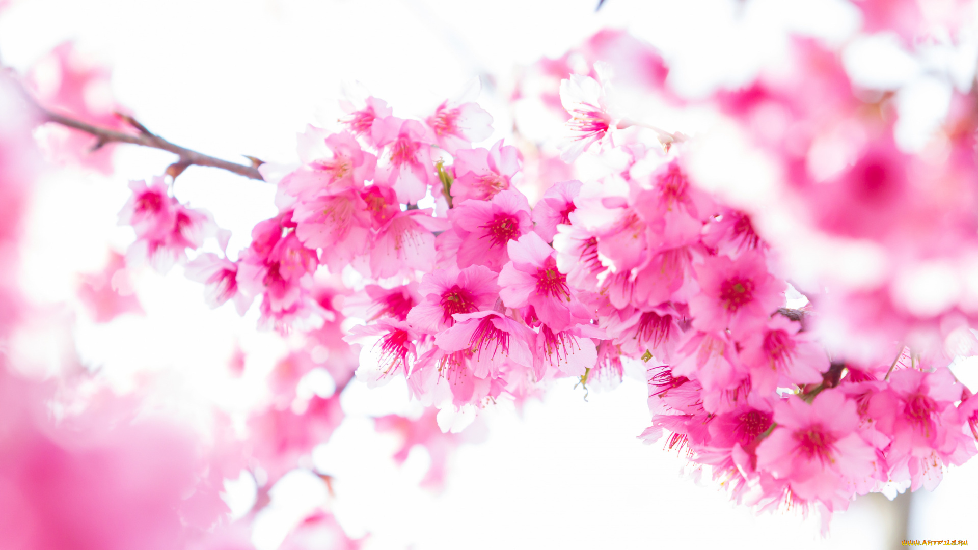 цветы, сакура, , вишня