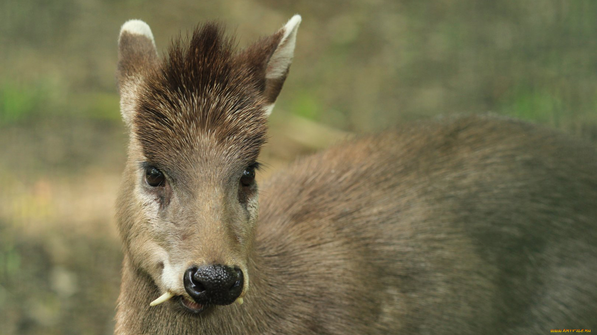 кабарга, животные, -, другое, musk, deer, кабарги, кабарговые, китопарнокопытные, млекопитающие, клыки