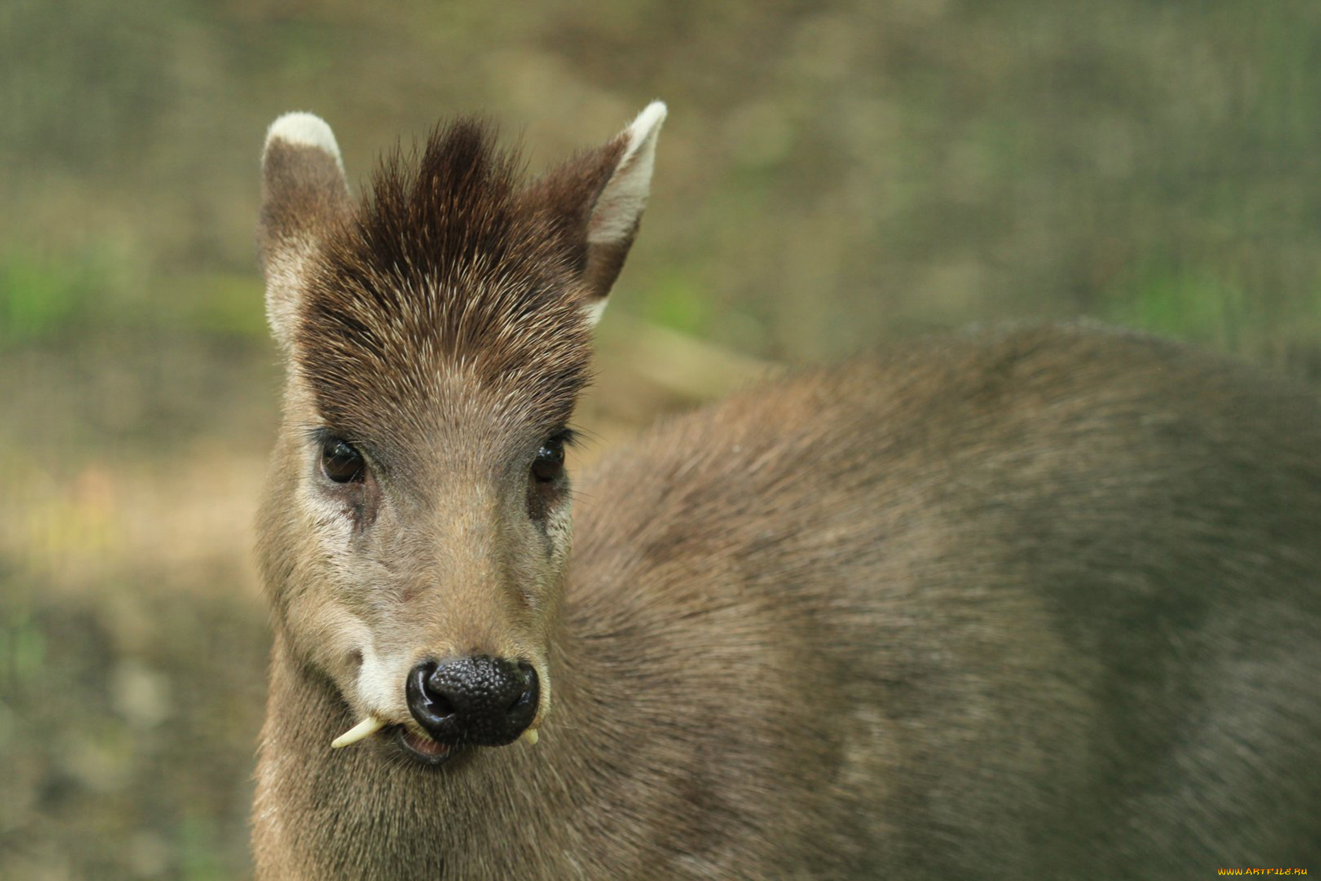 кабарга, животные, -, другое, musk, deer, кабарги, кабарговые, китопарнокопытные, млекопитающие, клыки