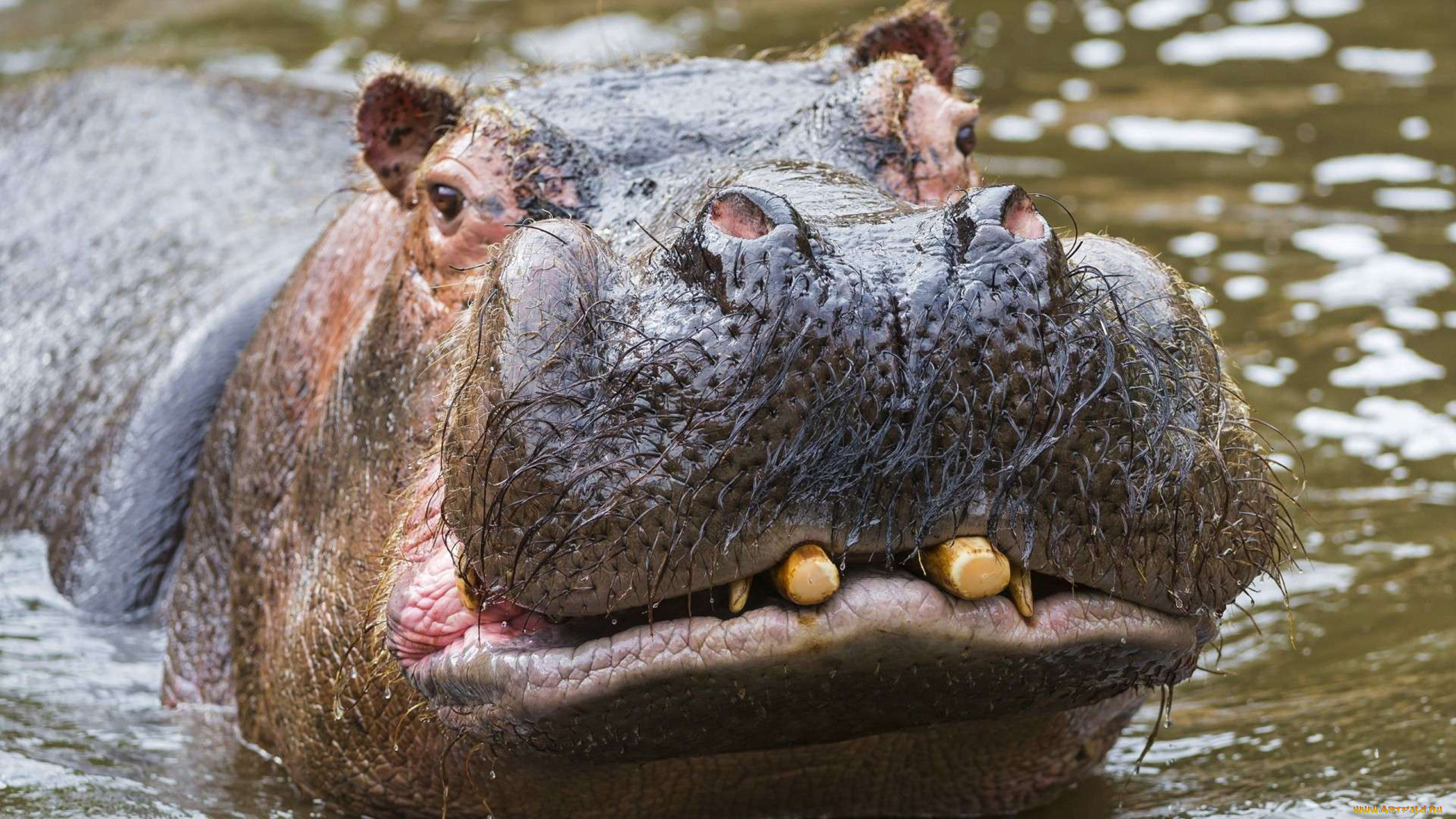 бегемот, животные, бегемоты, hippopotamus, млекопитающие, китопарнокопытные, бегемотовые, клыки, пасть, вода