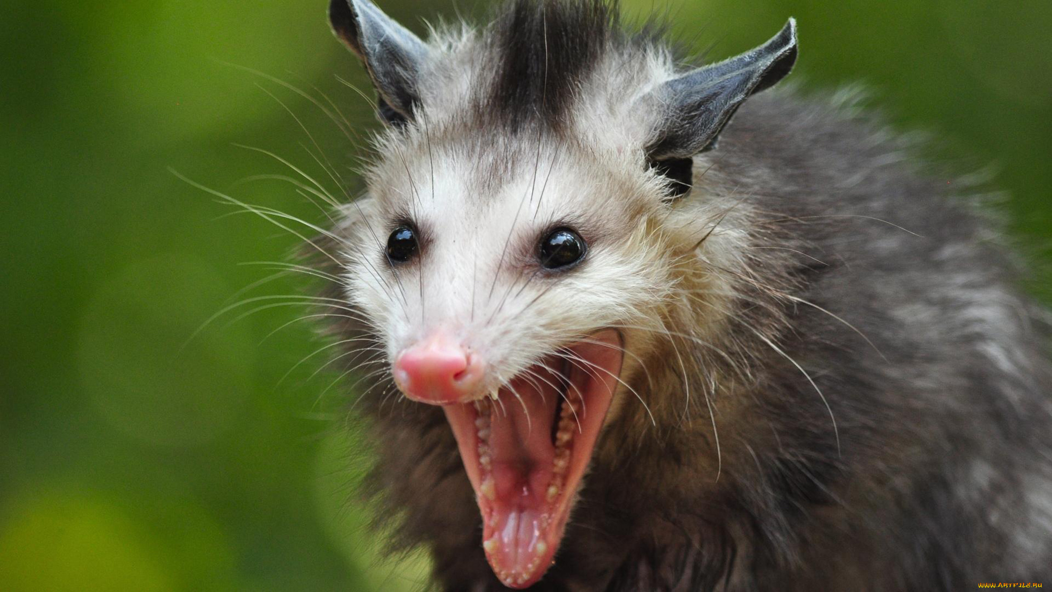 opossum, животные, опоссумы, опоссум, опоссумовые, зверёк, мех, хвостик, мордочка, млекопитающие