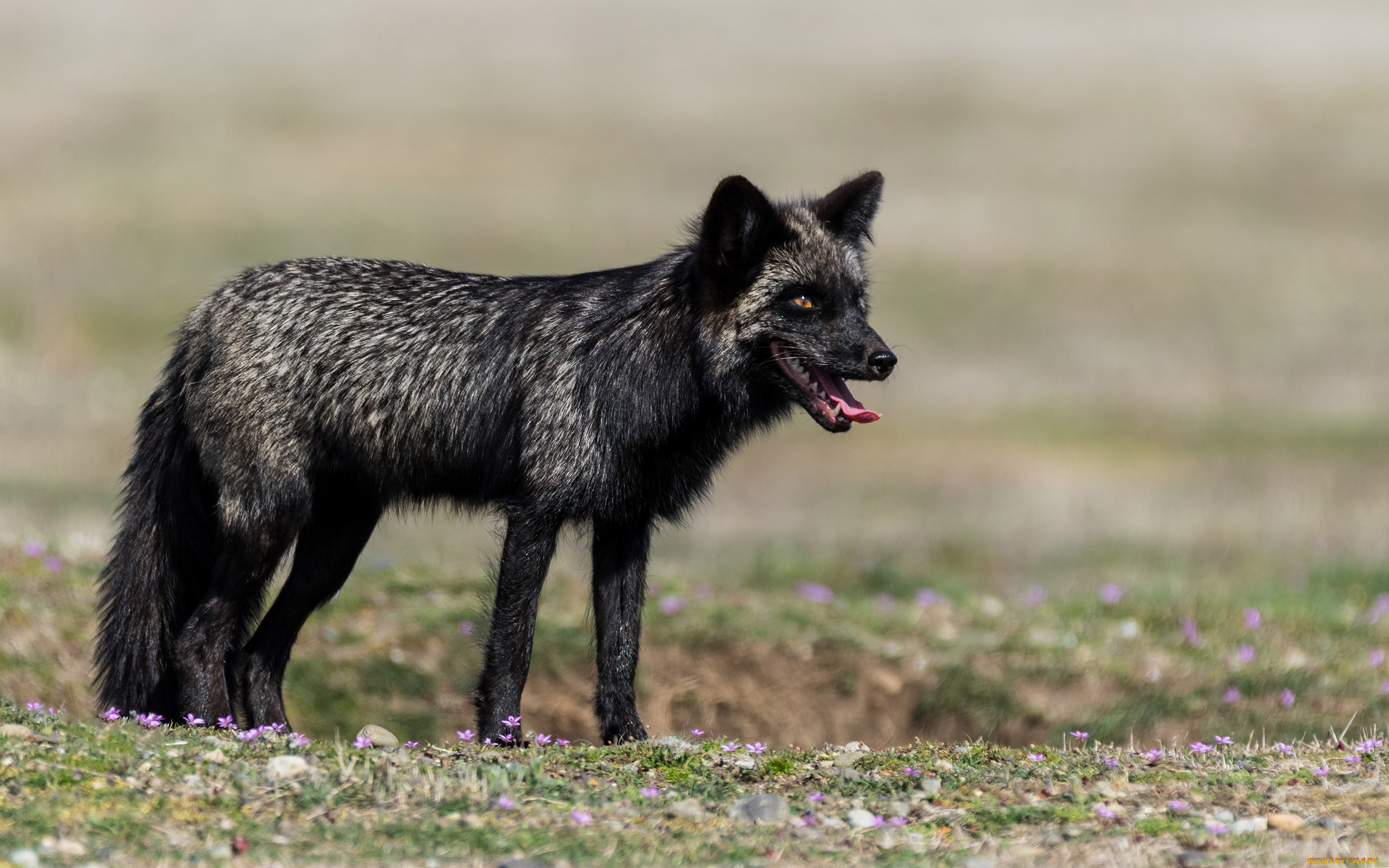 чернобурая, лисица, животные, лисы, чернобурая, лисица, black, fox, чернобурка, псовые, лисицы, млекопитающие, мех, пушнина, чёрная, лиса, хищник