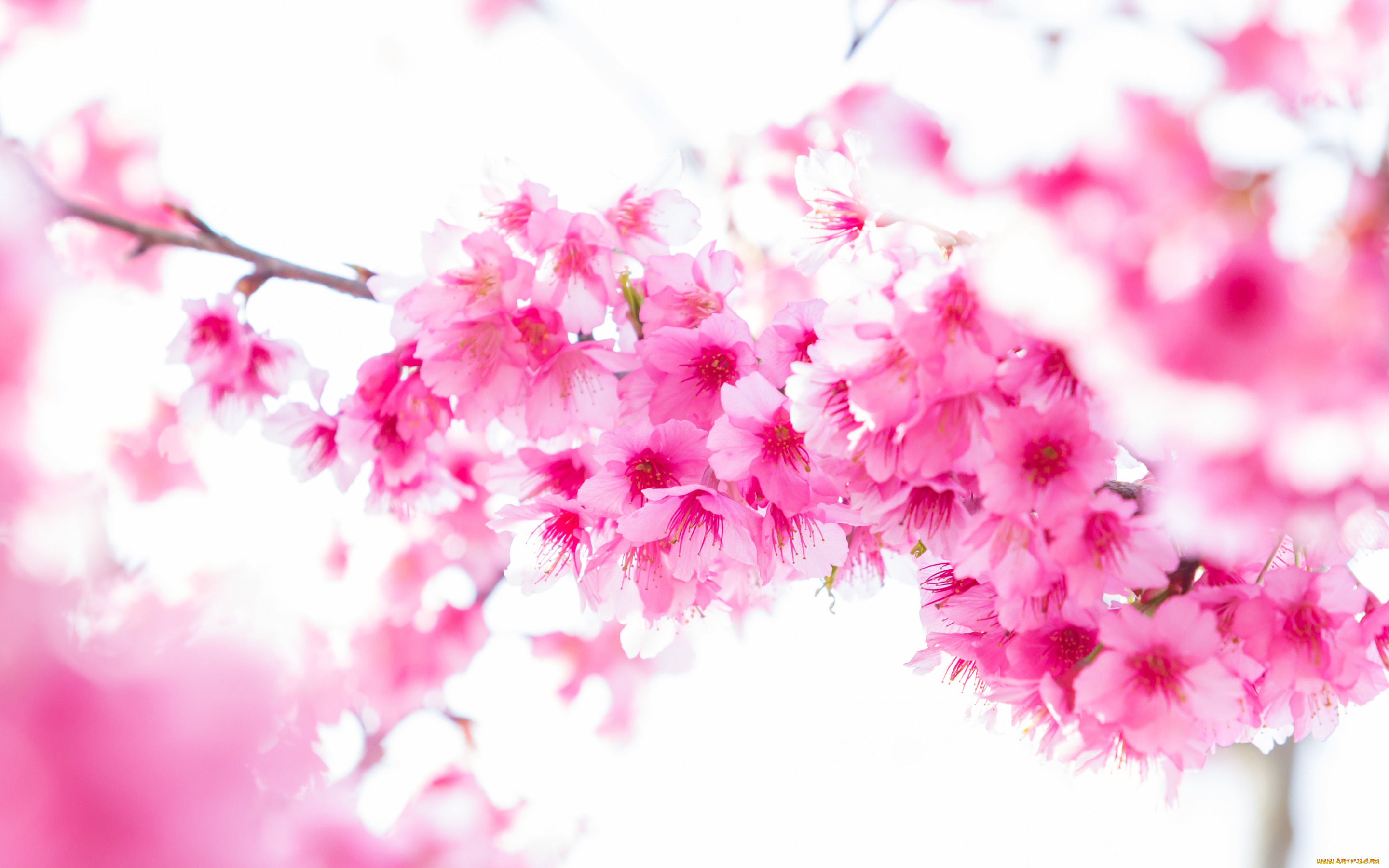 цветы, сакура, , вишня