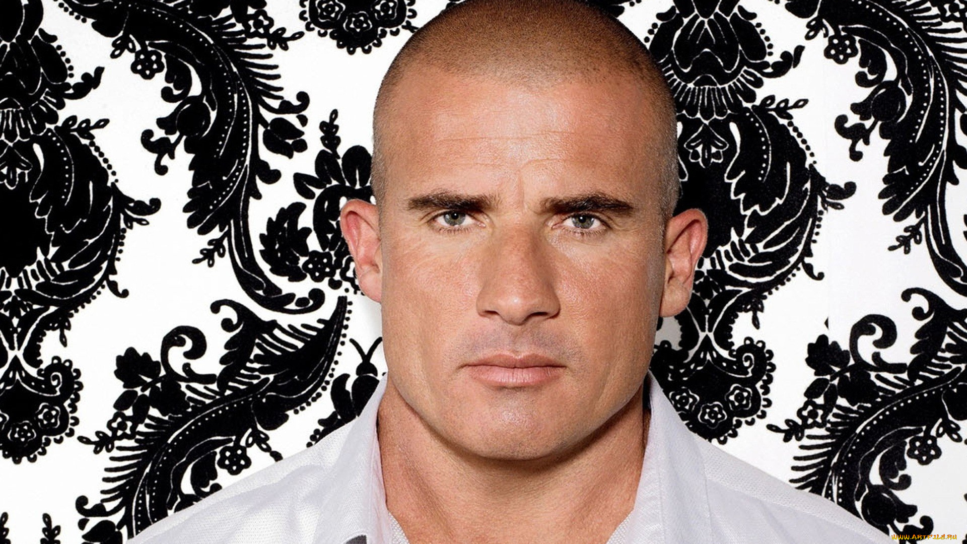 мужчины, dominic, purcell, лицо, лысина, рубашка, узор