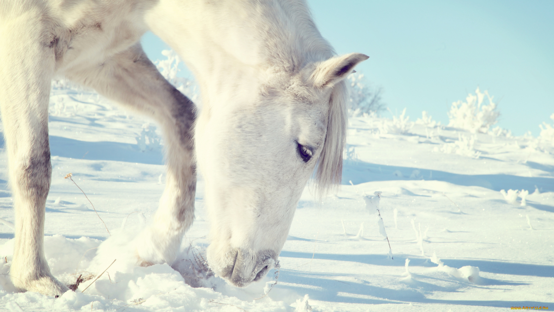 животные, лошади, снег, лошадь, конь