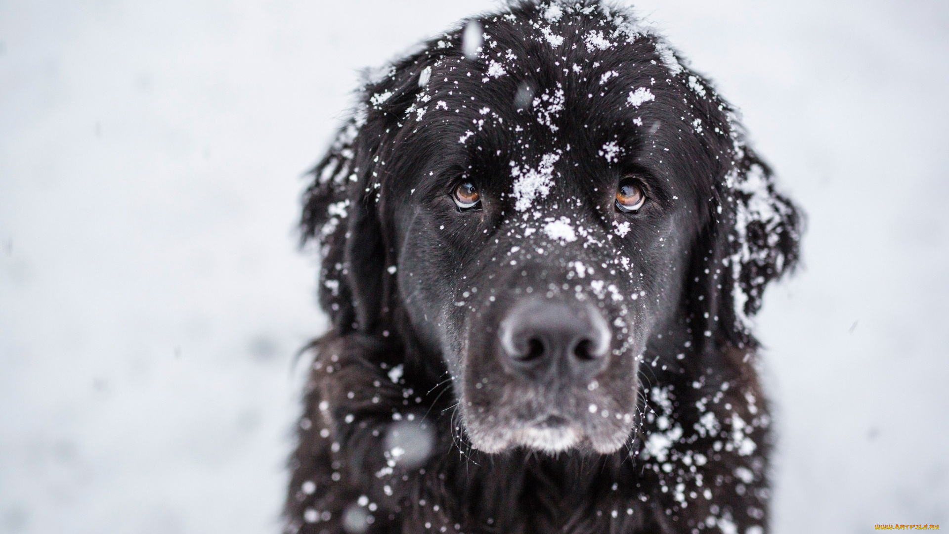 пес, на, улице, животные, собаки, черная, шерсть, снег, песик, пес, на, улице