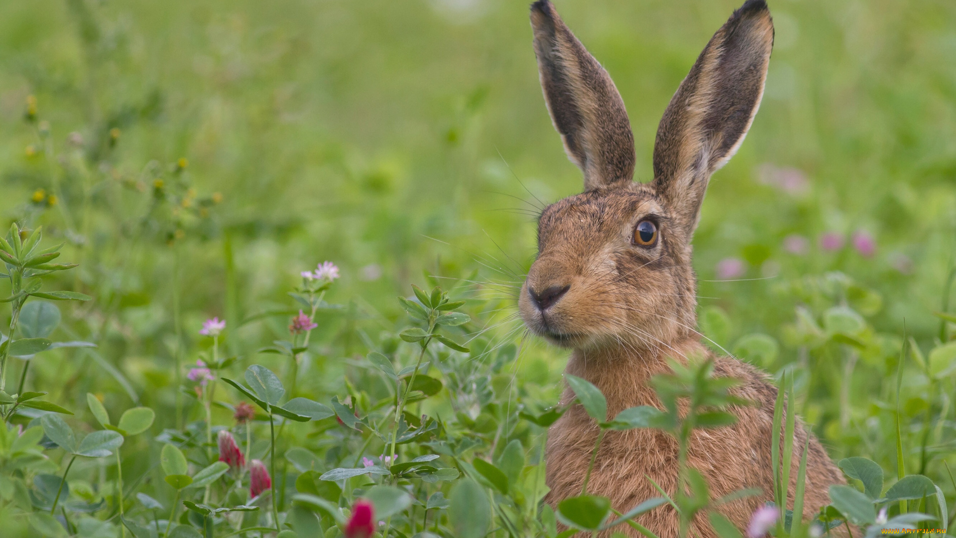 животные, кролики, , зайцы, зелень, взгляд, уши, заяц, цветы, трава, луг