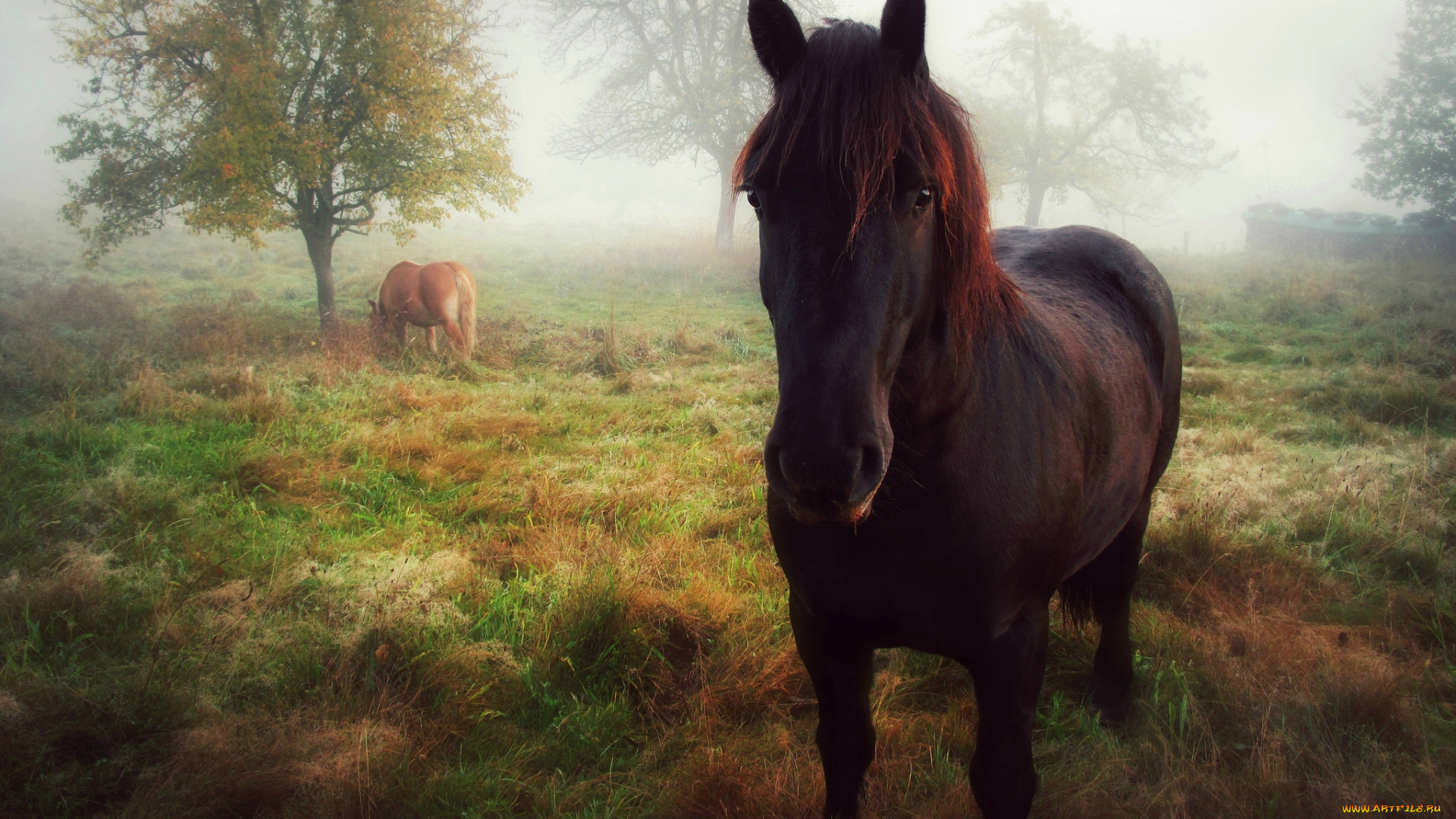 животные, лошади, утро, осень, позирование, взгляд, лошадь, туман
