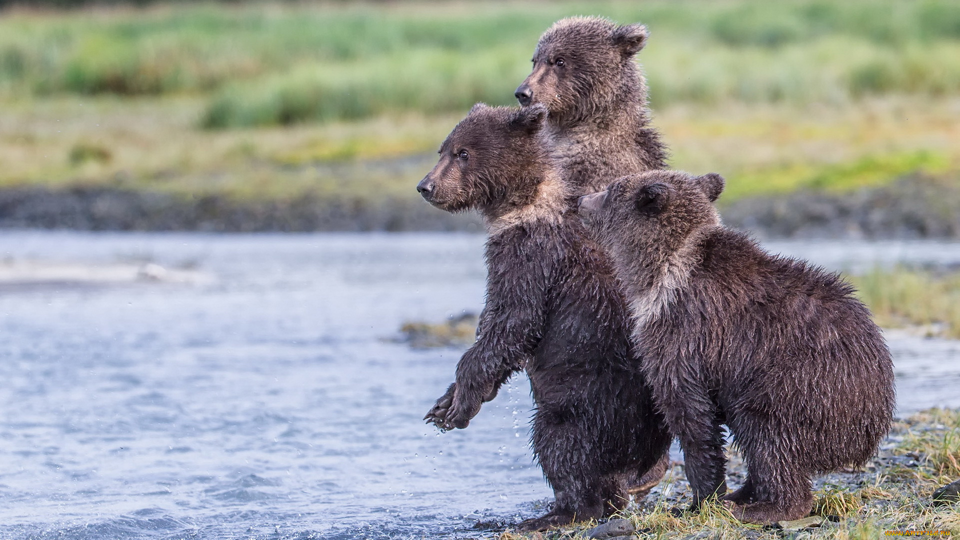 животные, медведи, три, медвежонка, katmai, national, park, заповедник, аляска