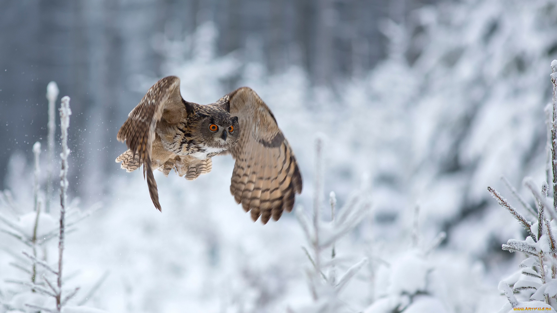 животные, совы, сова, зима, eagle, owl, полёт