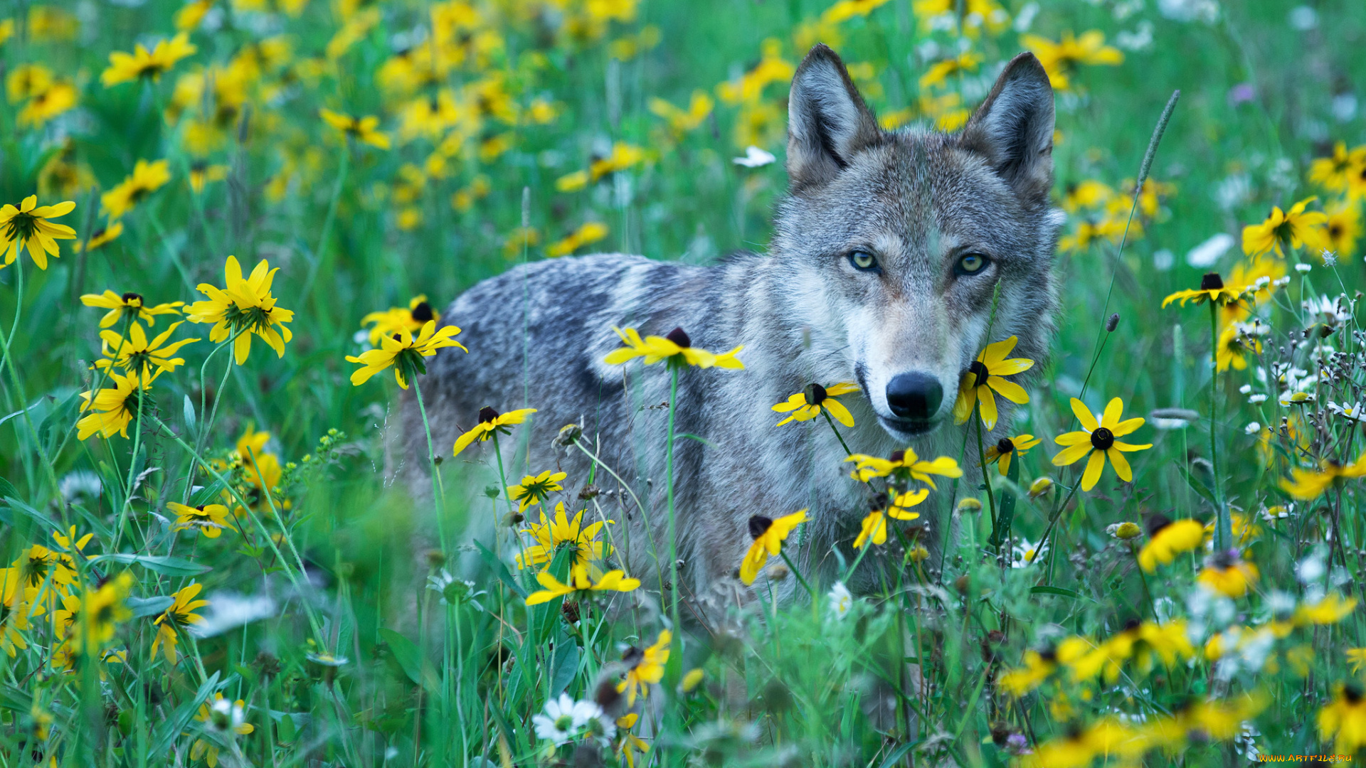 животные, волки, , койоты, , шакалы, хищник, серый, волк, желтые, цветы, дикий, луг, взгляд