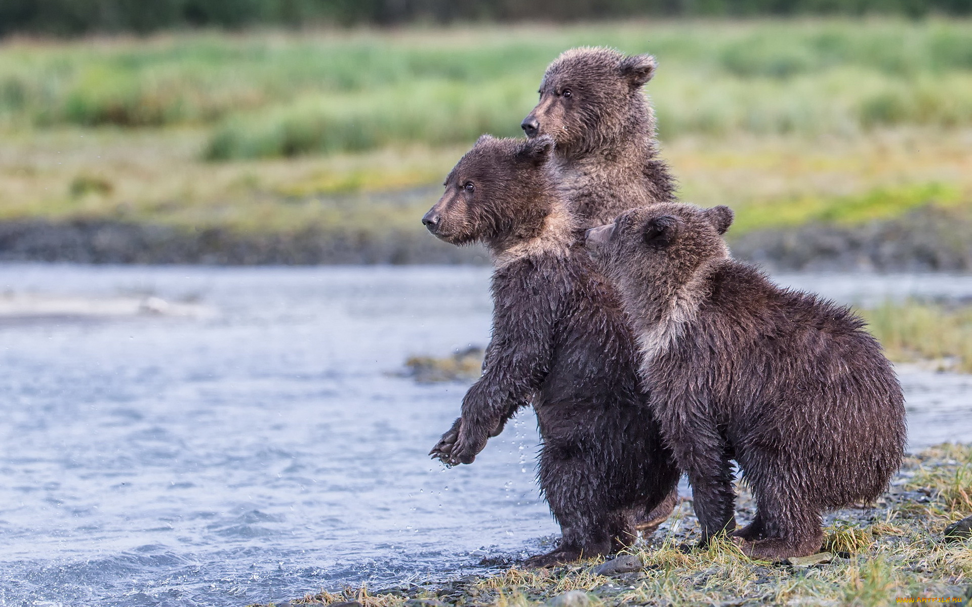 животные, медведи, три, медвежонка, katmai, national, park, заповедник, аляска