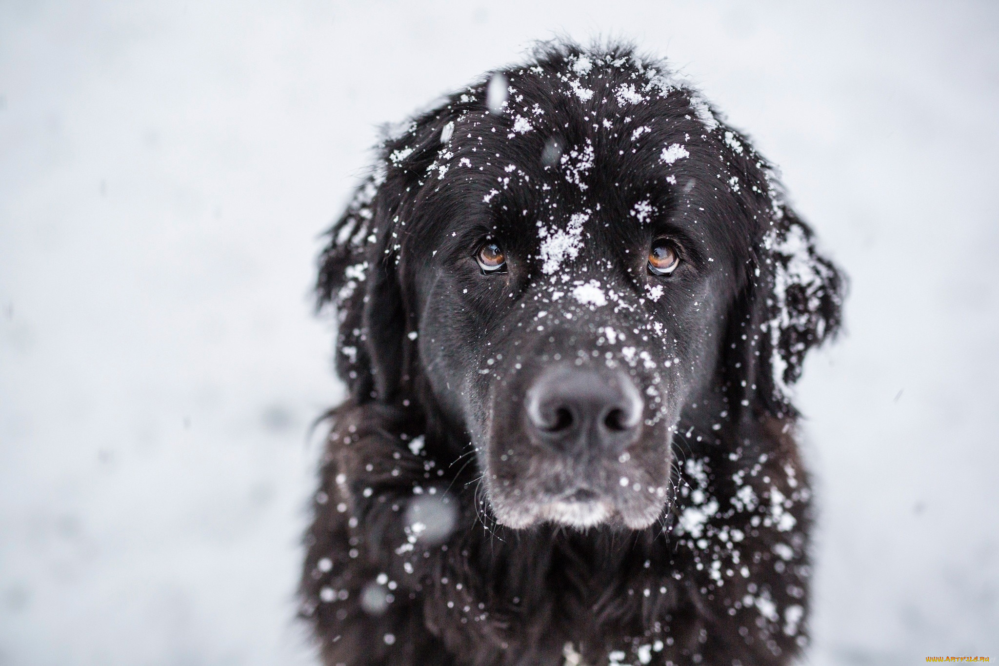 пес, на, улице, животные, собаки, черная, шерсть, снег, песик, пес, на, улице