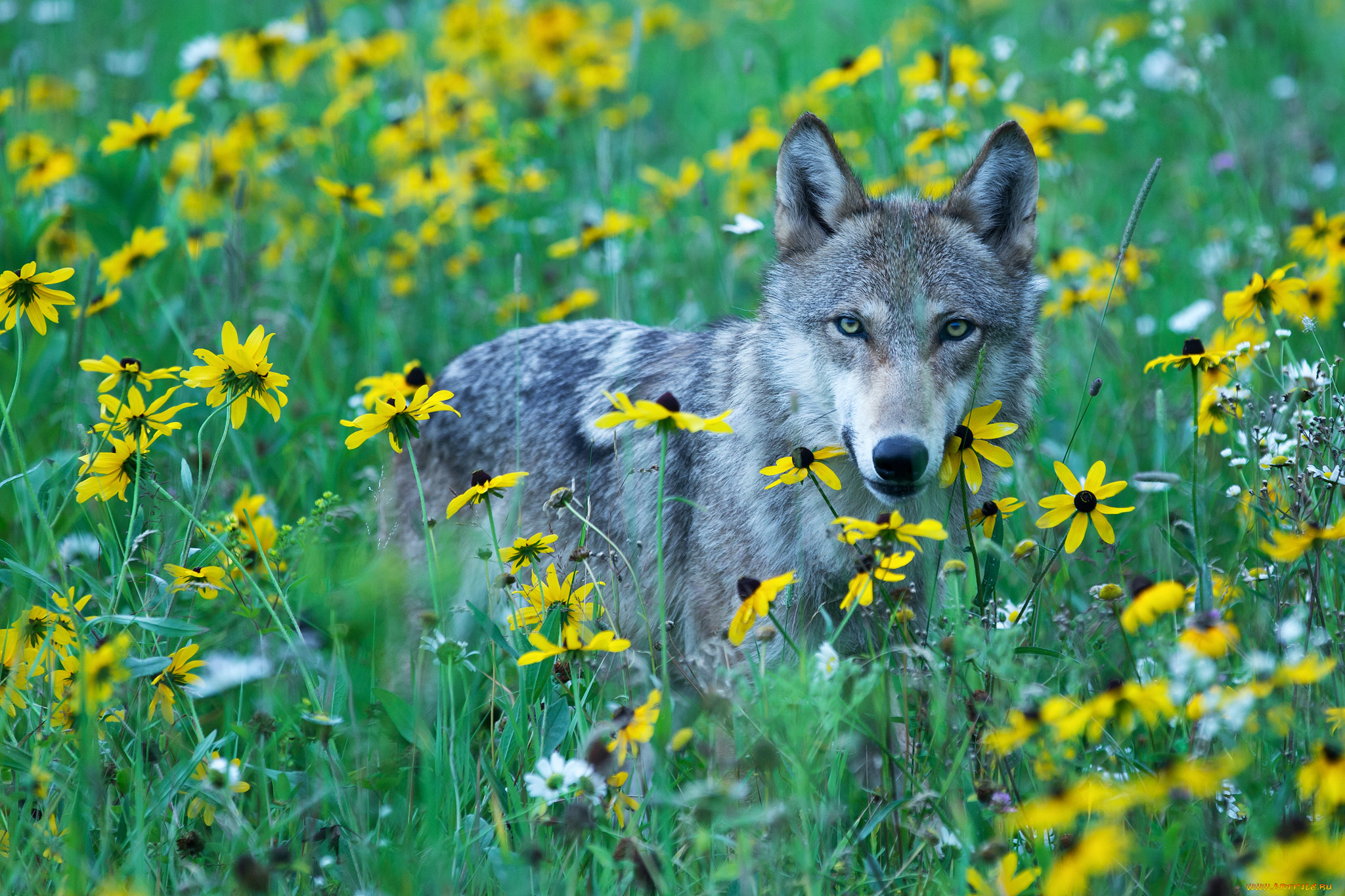 животные, волки, , койоты, , шакалы, хищник, серый, волк, желтые, цветы, дикий, луг, взгляд