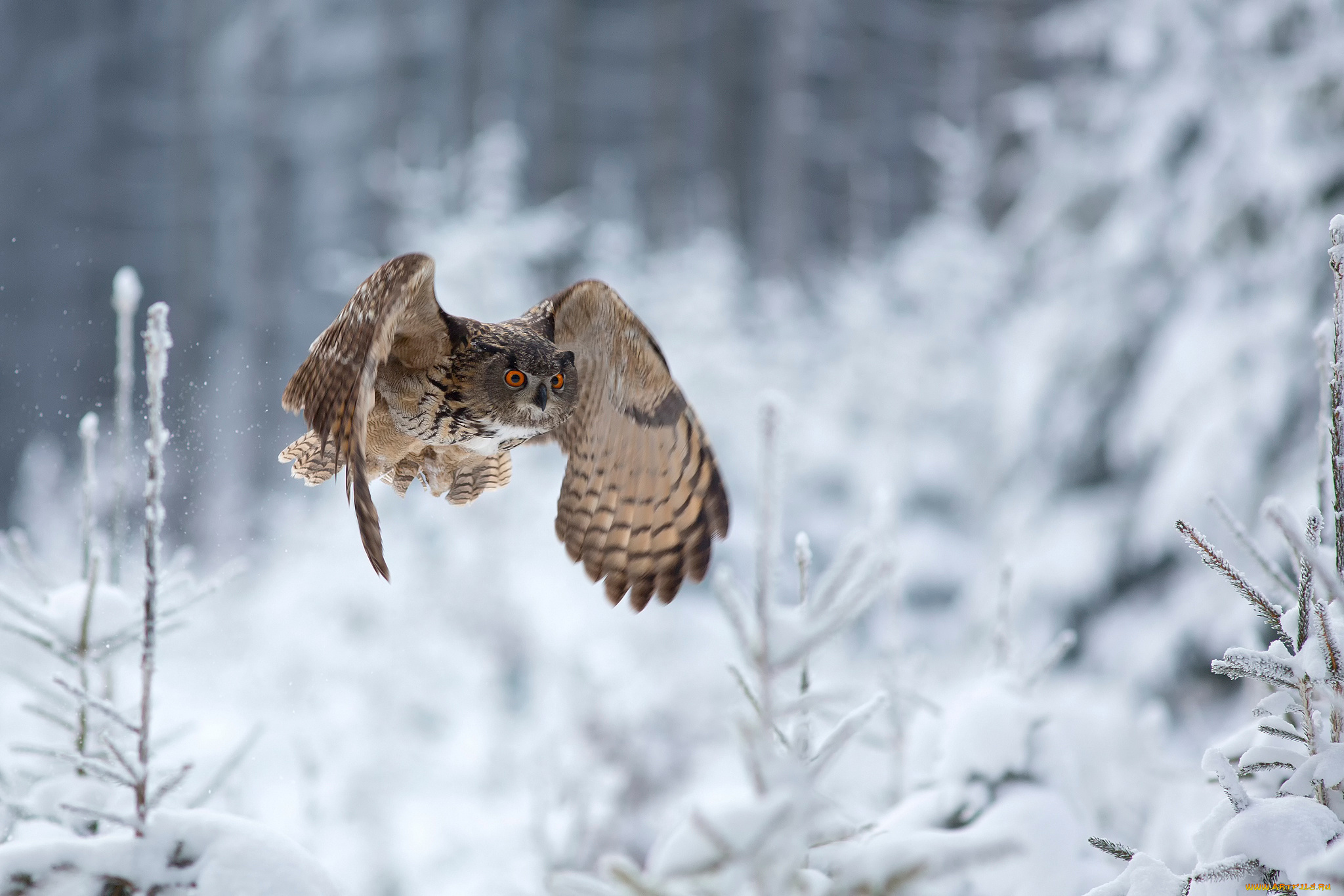 животные, совы, сова, зима, eagle, owl, полёт