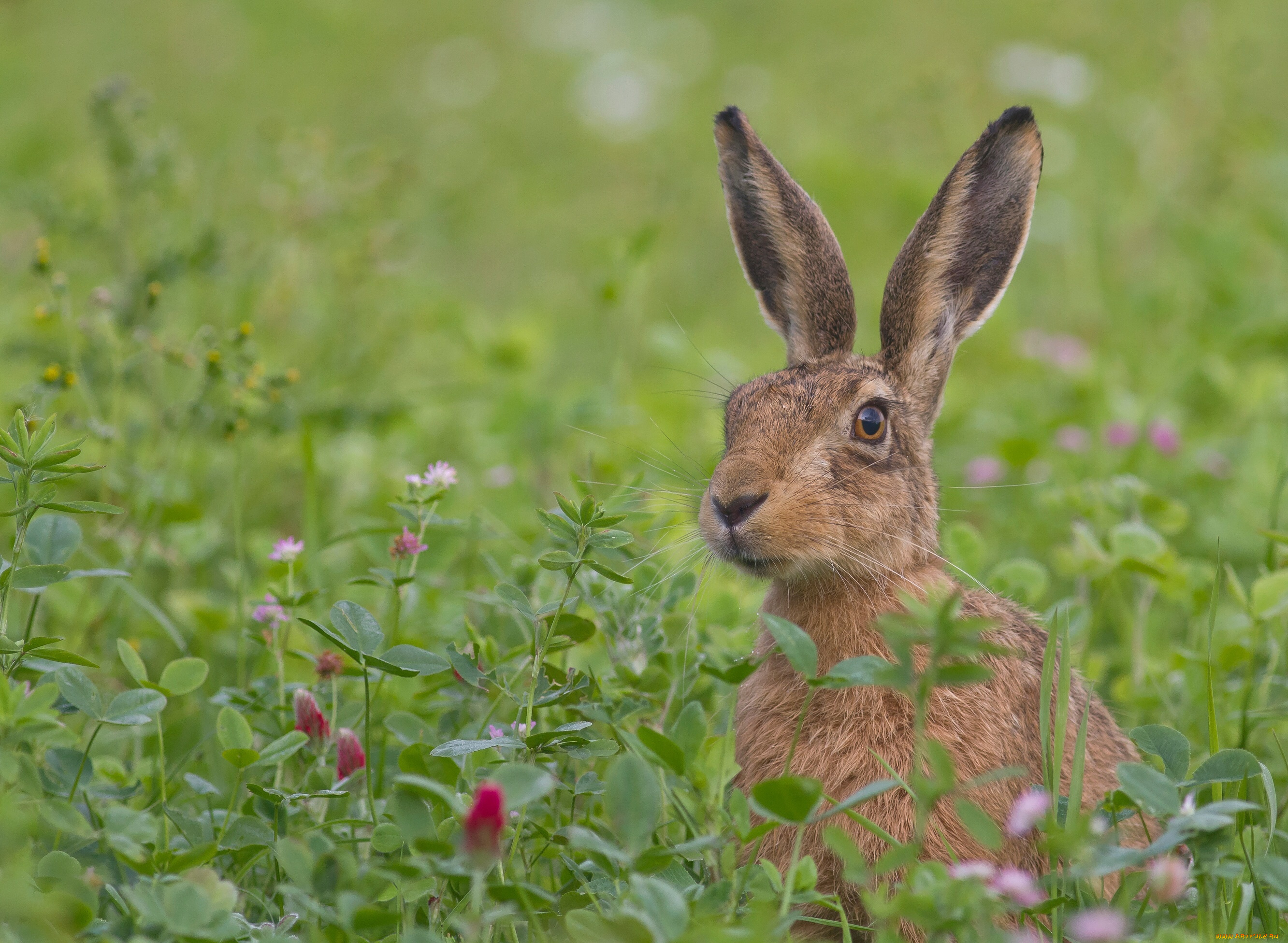 животные, кролики, , зайцы, зелень, взгляд, уши, заяц, цветы, трава, луг
