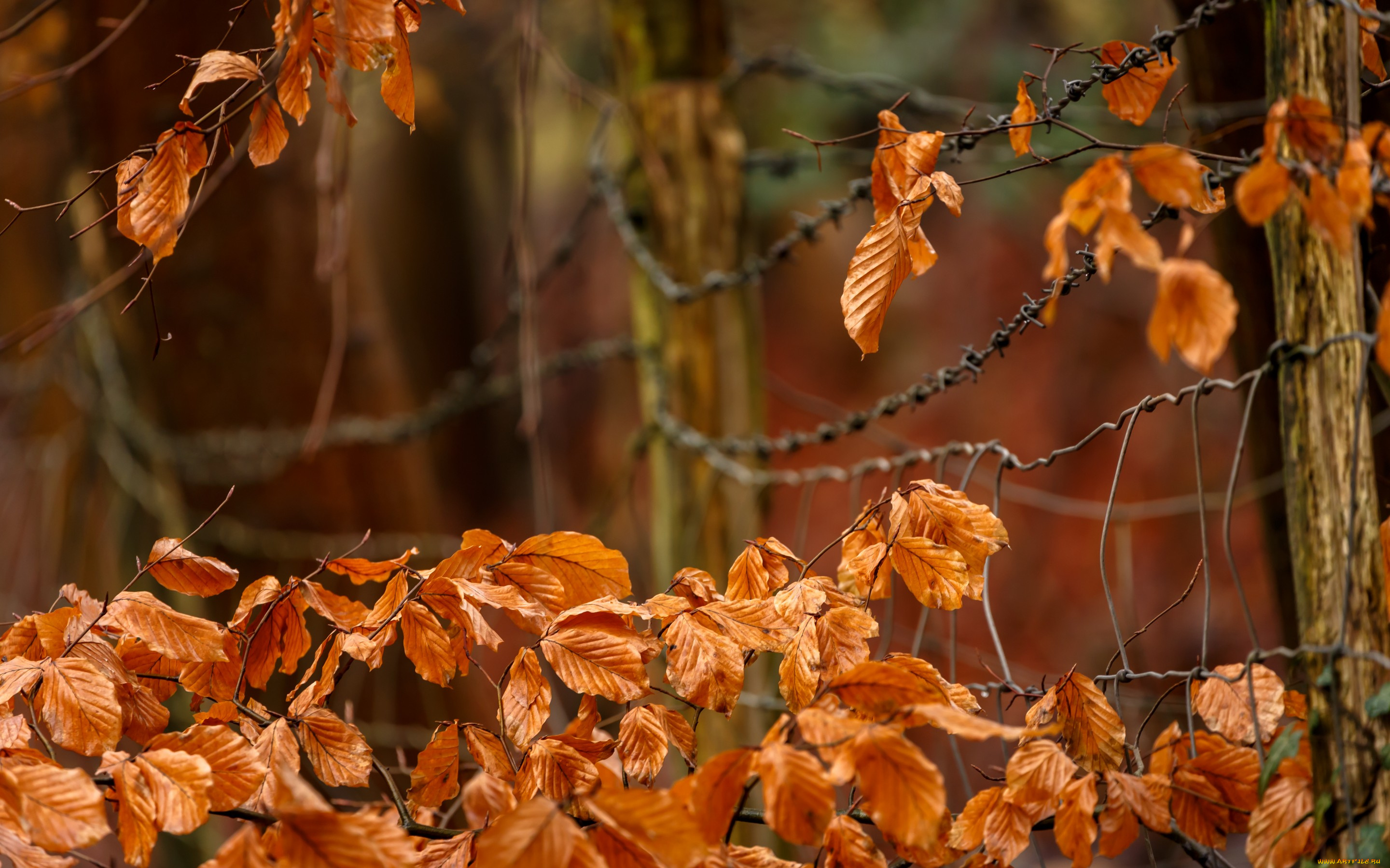 природа листья осень забор бесплатно