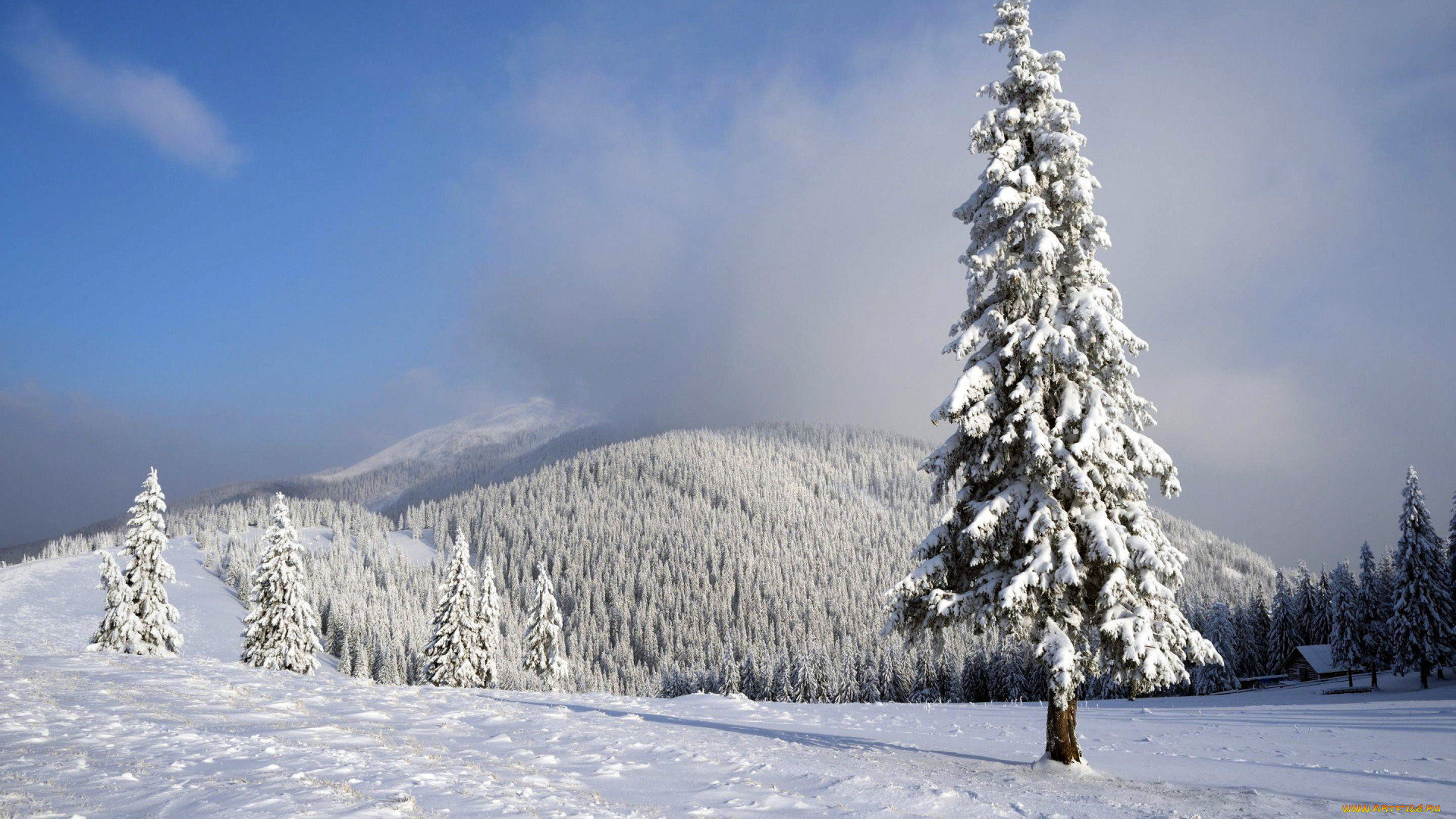 природа, зима, лес, снег, елки