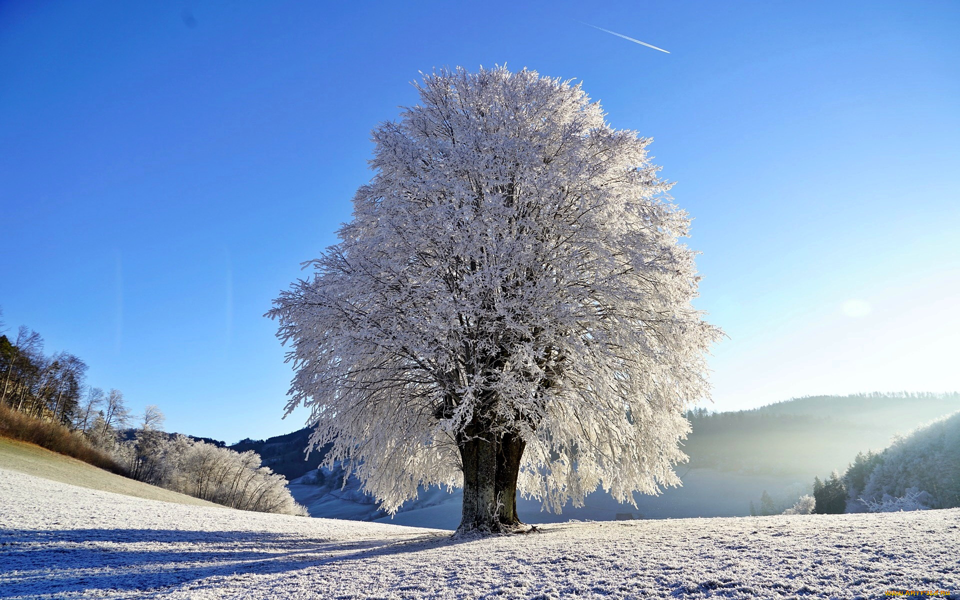 природа, зима, снег, дерево, иней