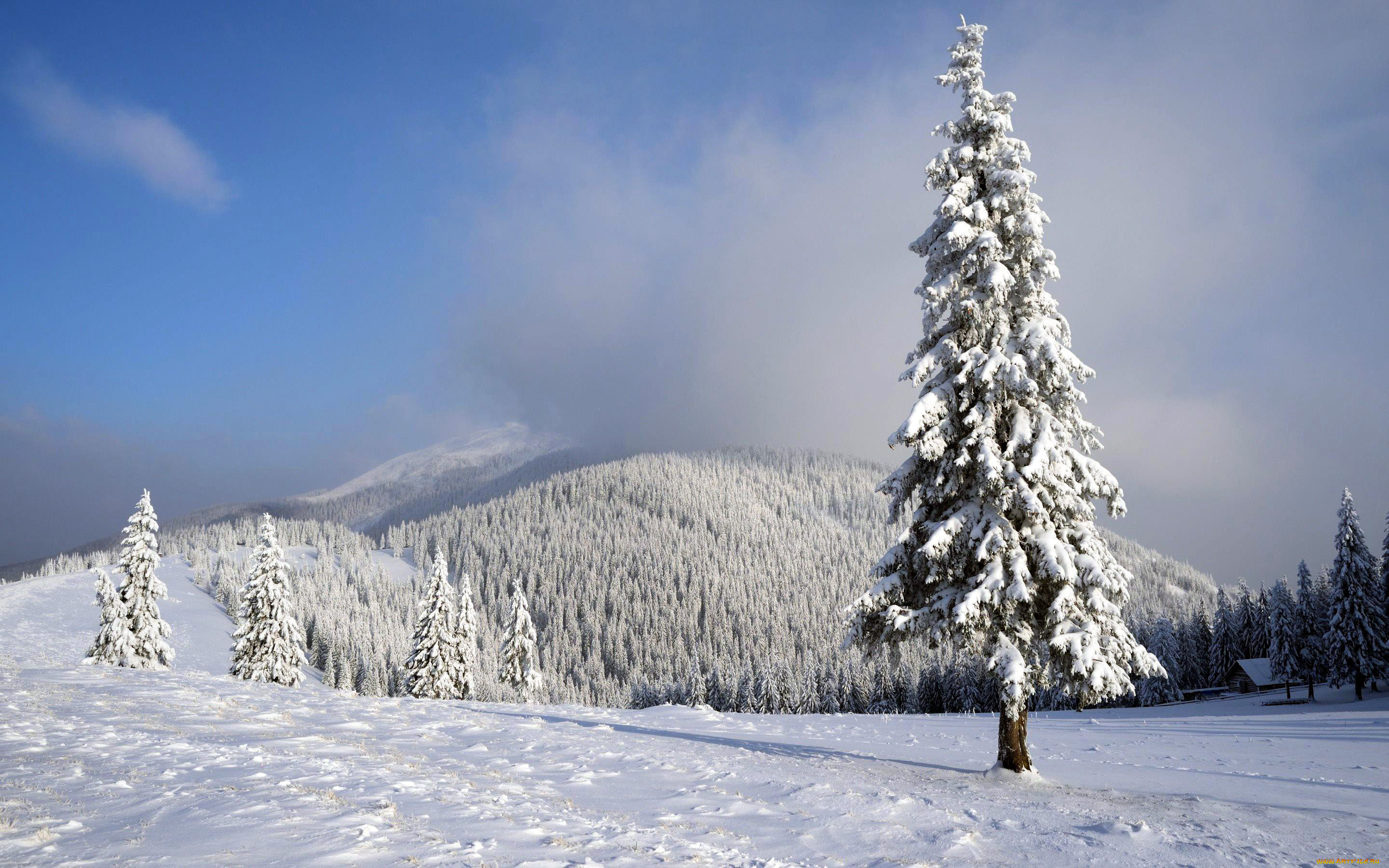 природа, зима, лес, снег, елки