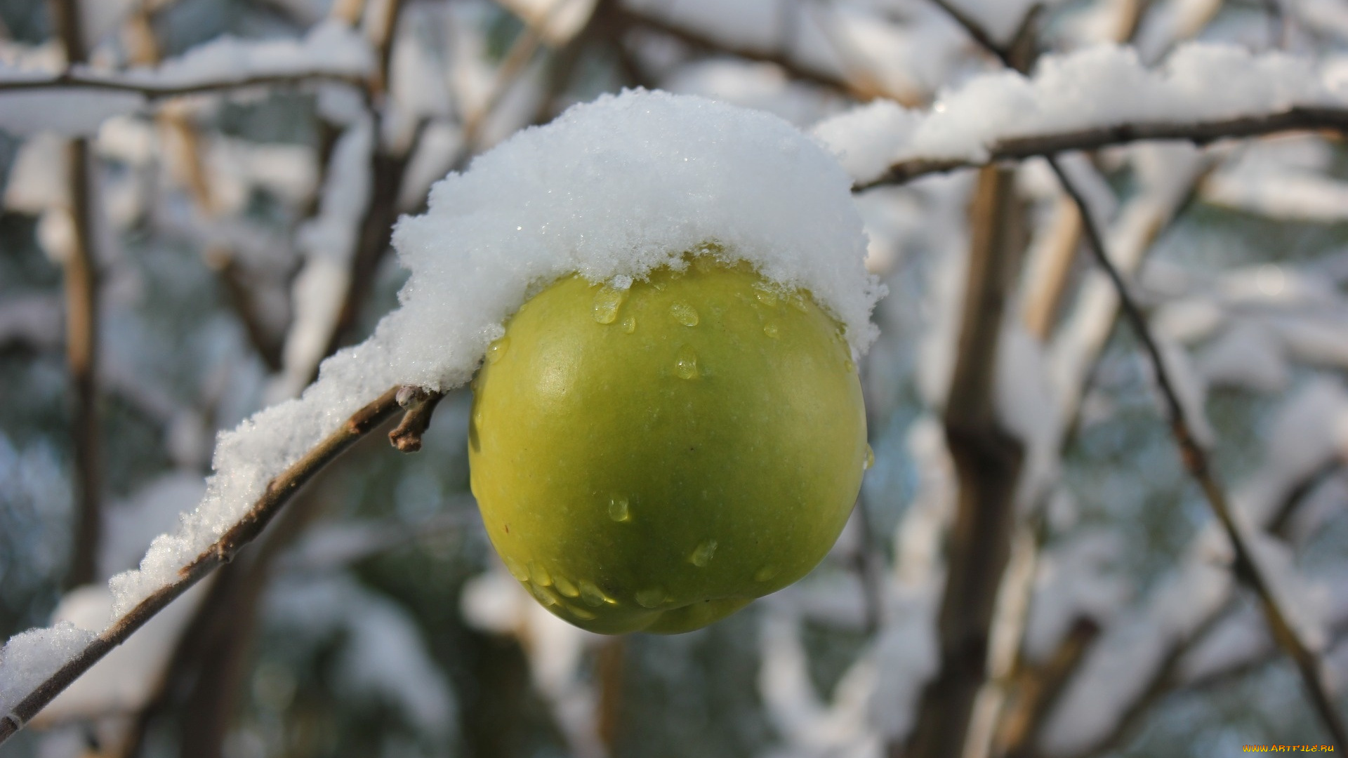природа, плоды, снег, зеленое, яблоко, боке, капли, ветка