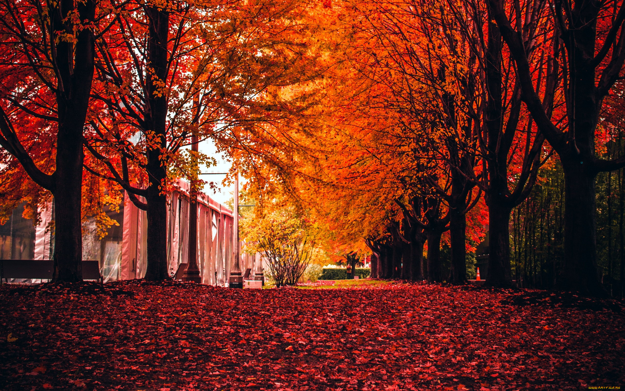 Красный золотой осень. Осенний город. Красная осень. Осень парк. Осень в Питере.