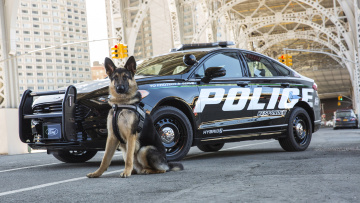 обоя ford police responder hybrid sedan 2017, автомобили, полиция, sedan, hybrid, responder, 2017, ford, police