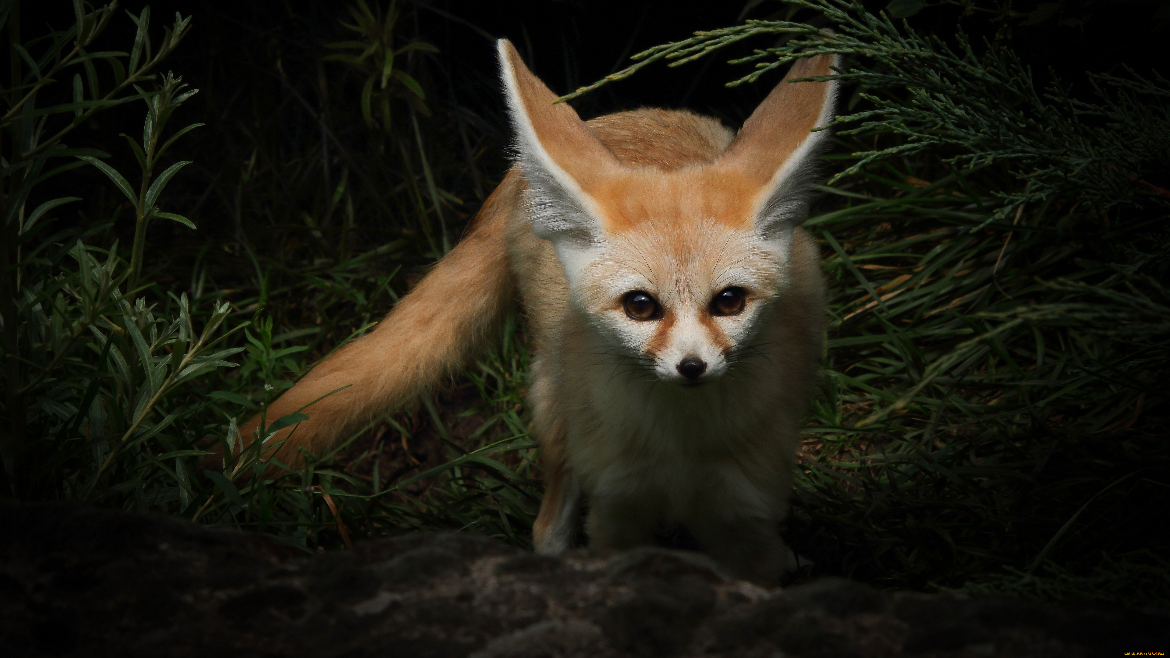 животные, фенеки, fennec, fox, лиса, дикая, природа