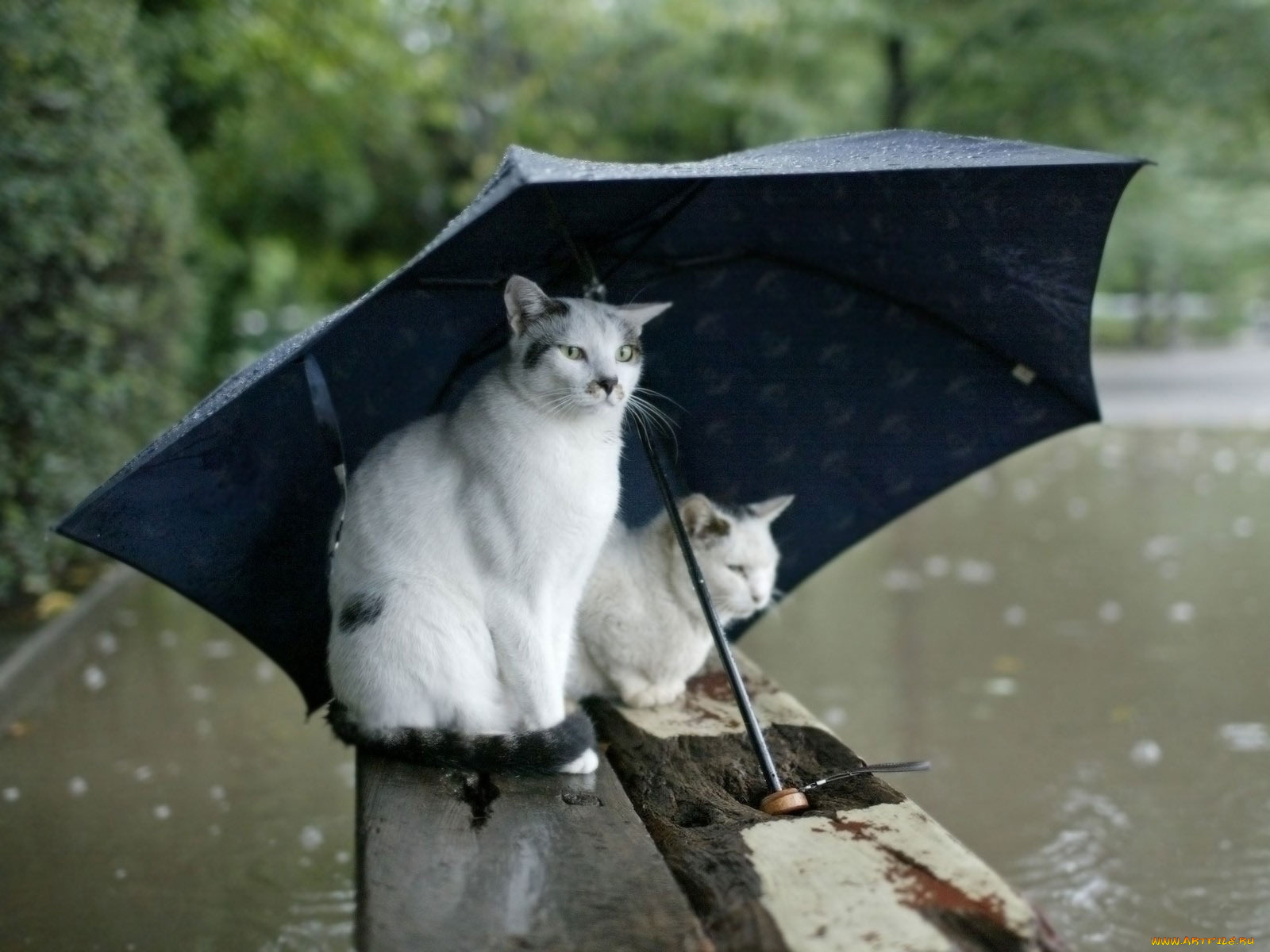 животные, коты, дождь