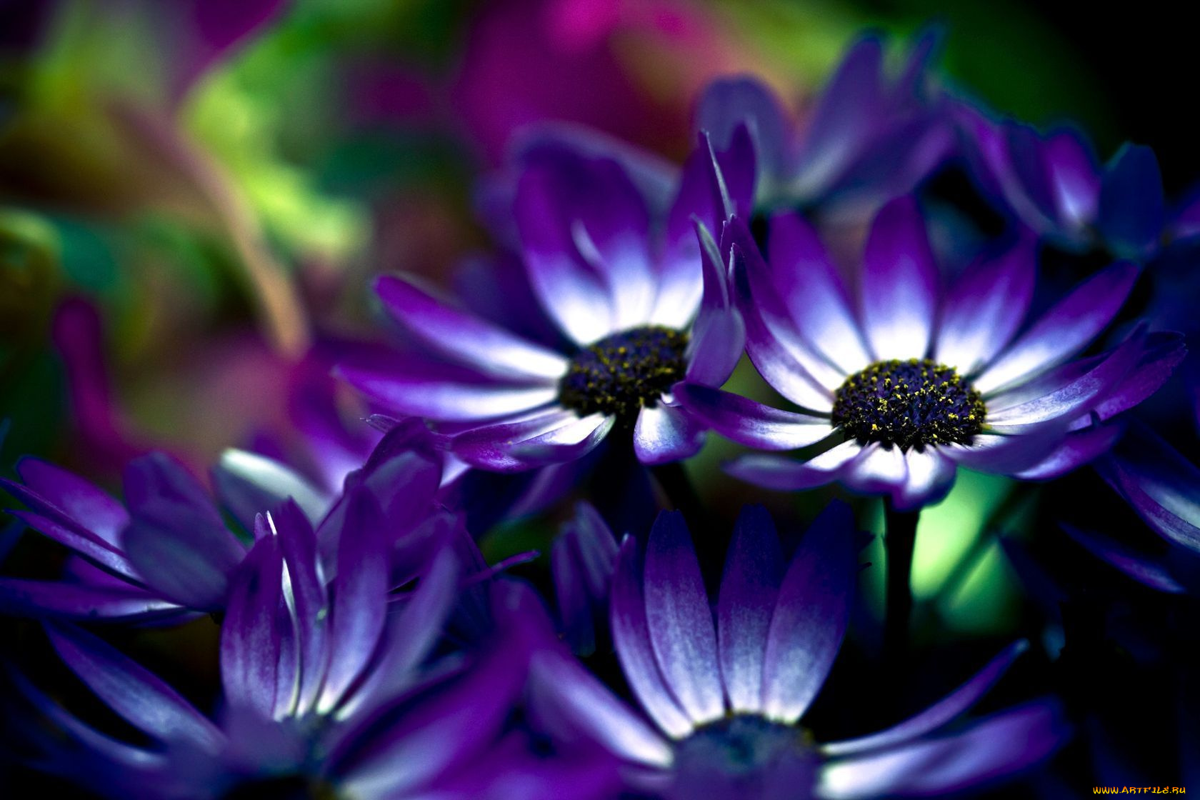 цветы, цинерария, фиолетовый