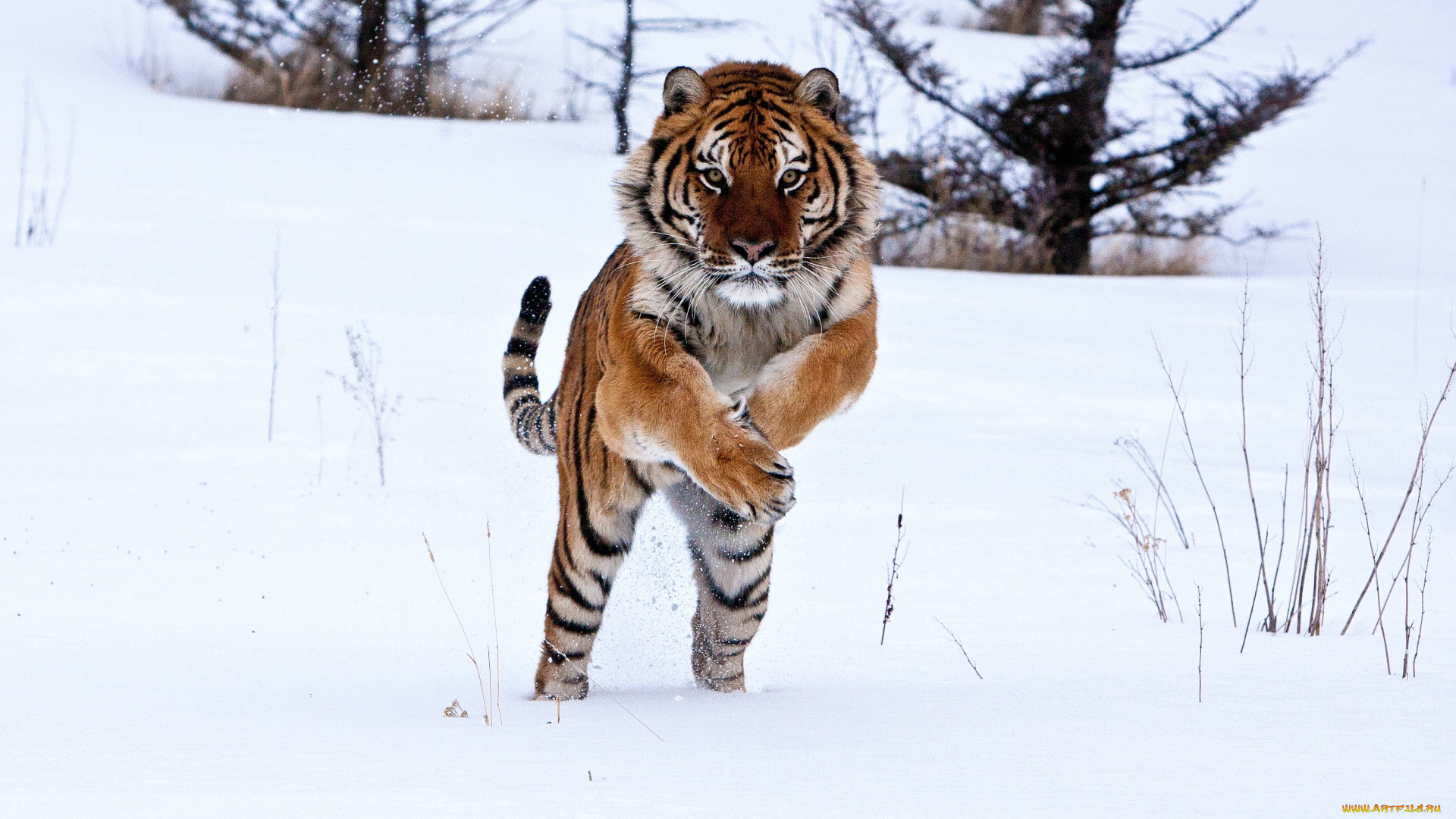 животные, тигры, снег, хищник, прыжок