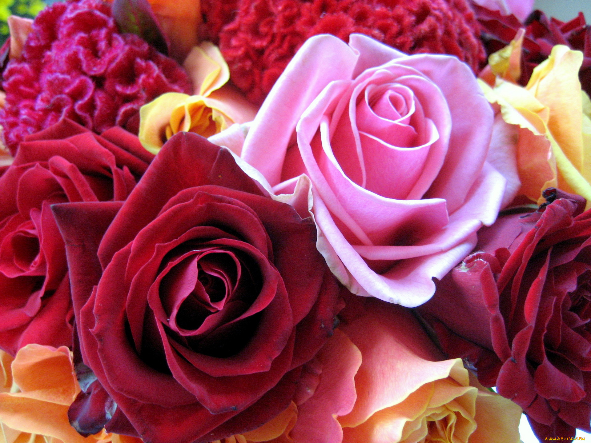 цветы, розы, боррдовый, розовый