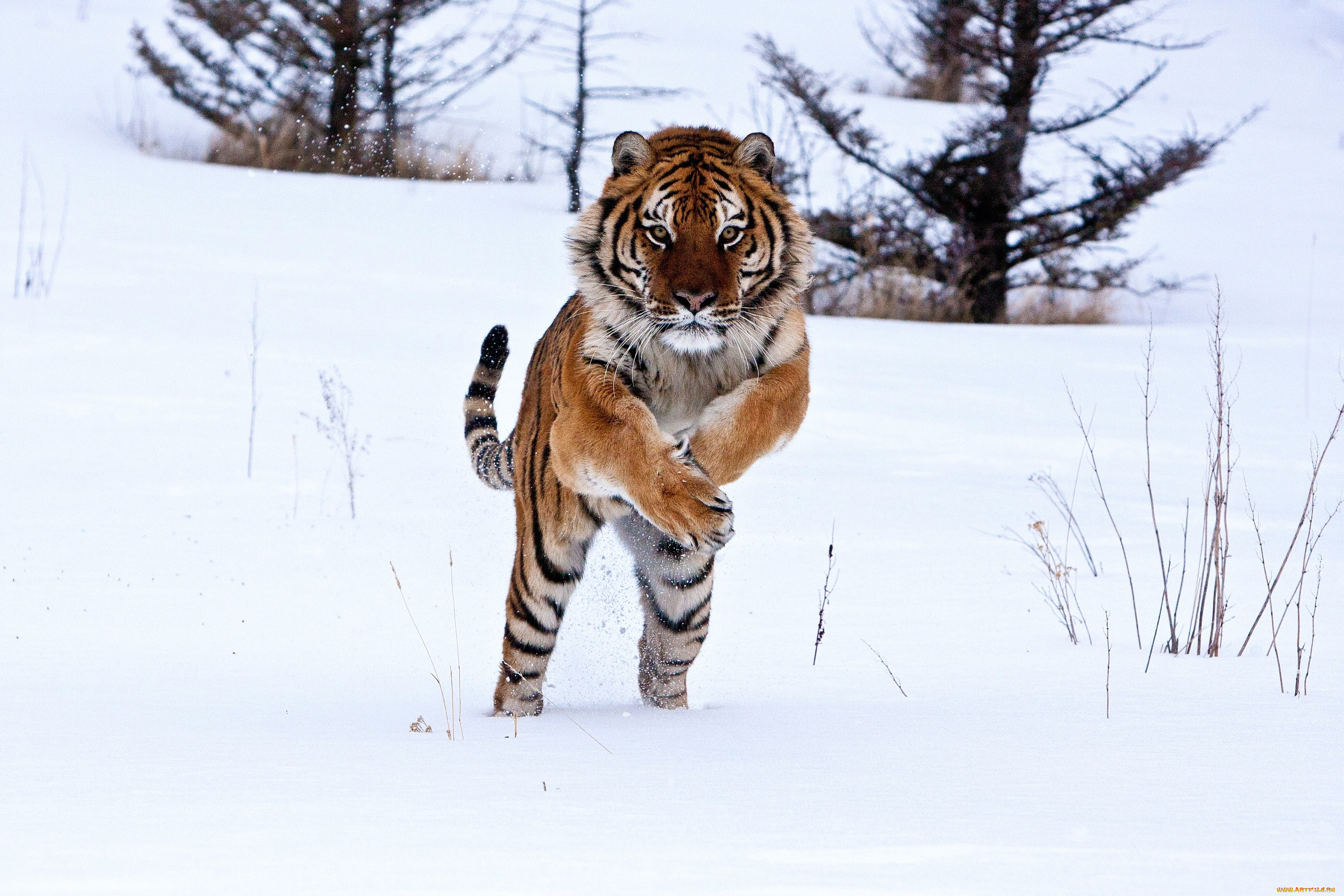 животные, тигры, снег, хищник, прыжок