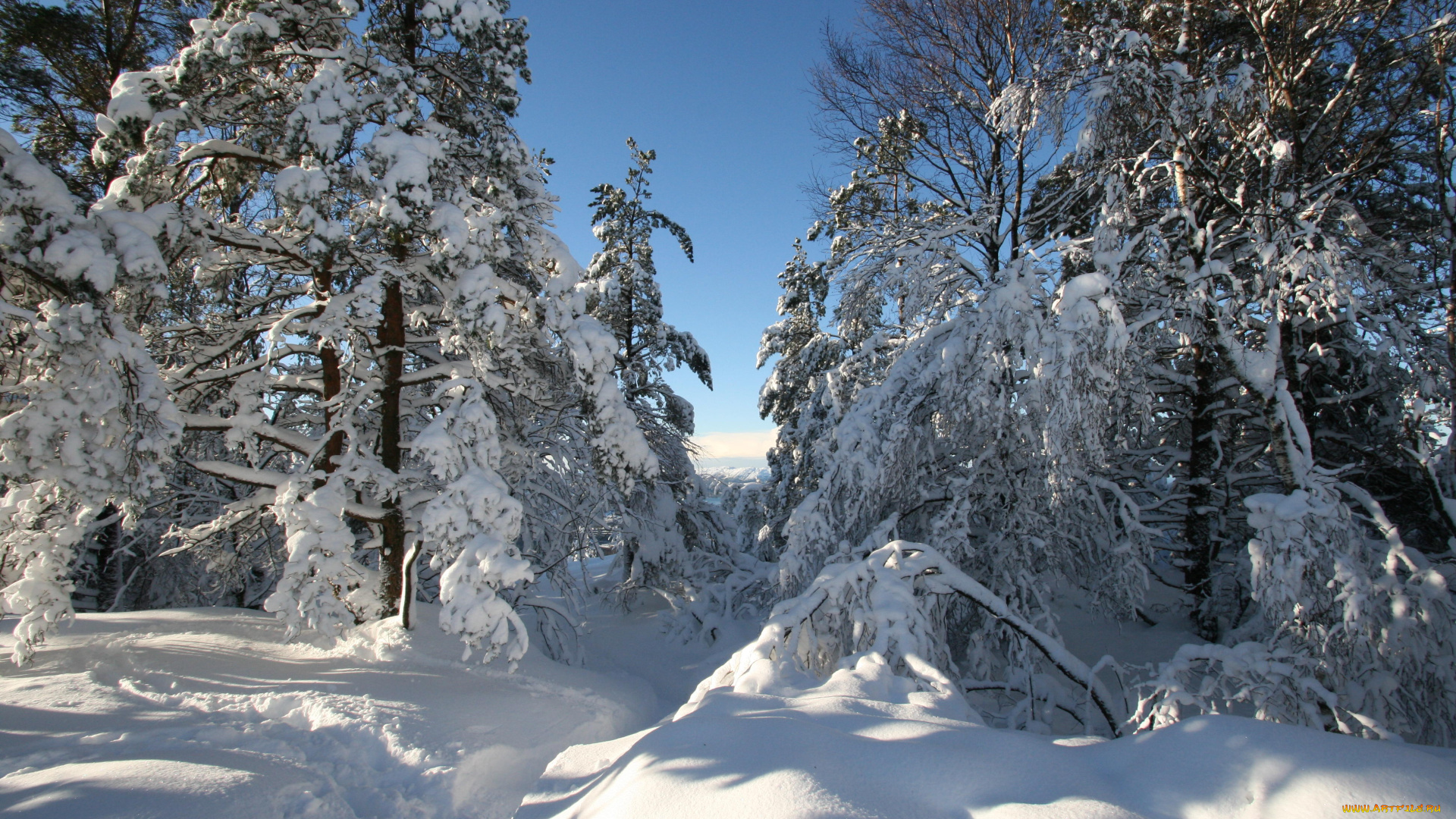 природа, зима, деревья, снег, пейзаж, сугробы