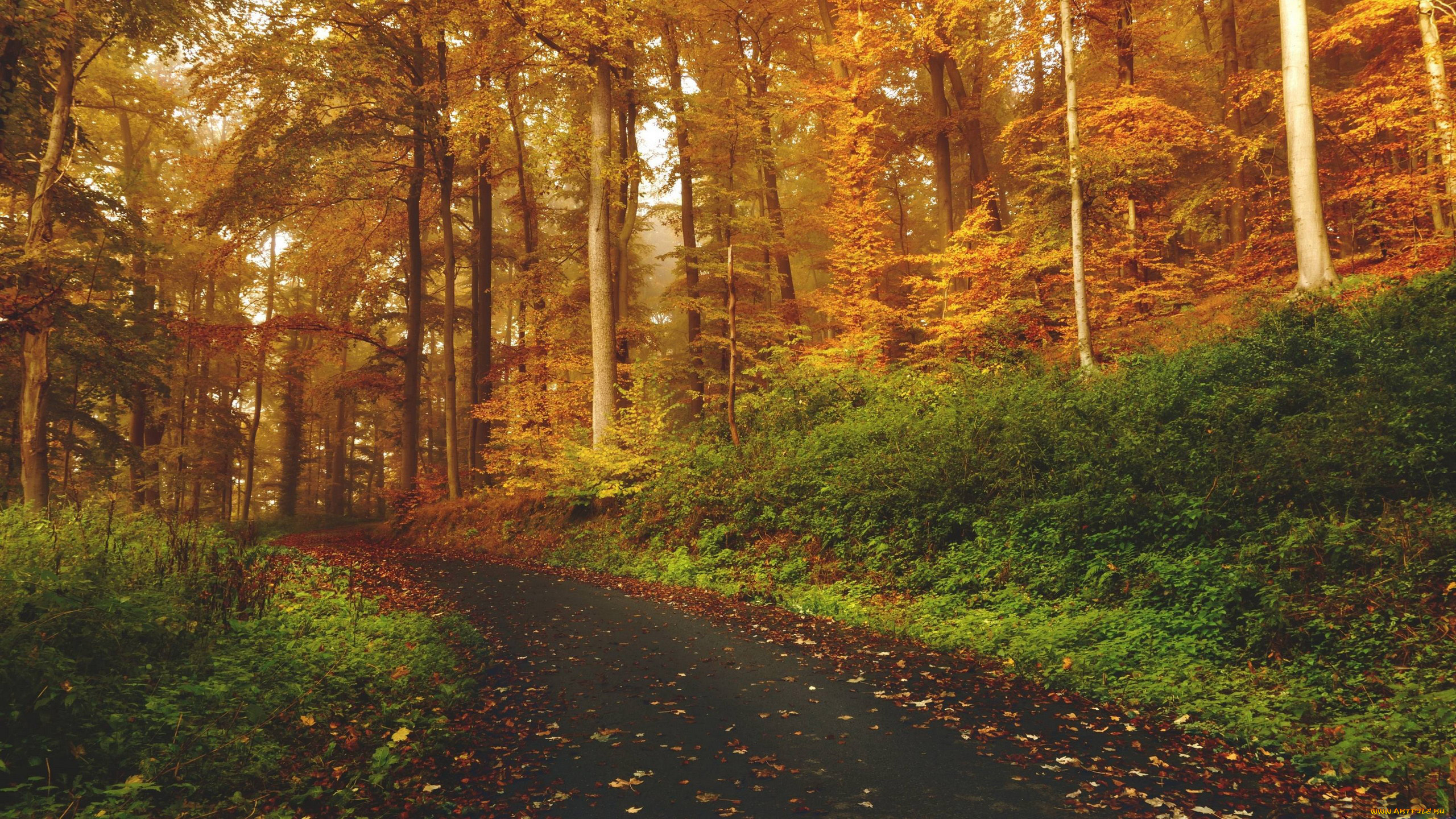 природа, лес, деревья, дорожка, осень